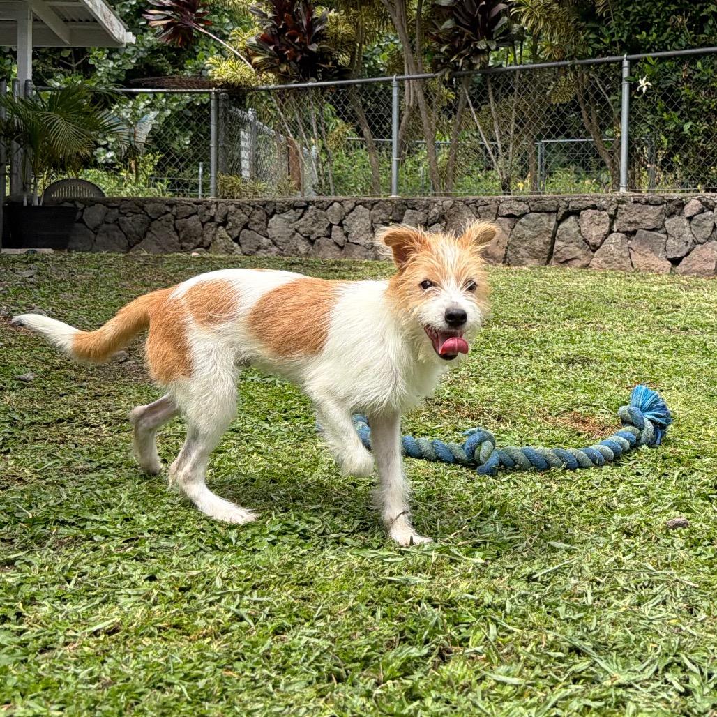 Enlarge Chester, a Adoptable mixed breed in Keaau, HI image 5/6