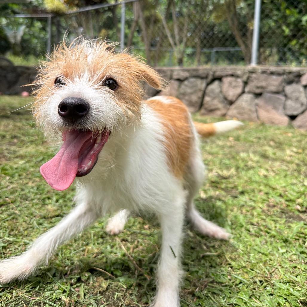 Enlarge Chester, a Adoptable mixed breed in Keaau, HI image 6/6