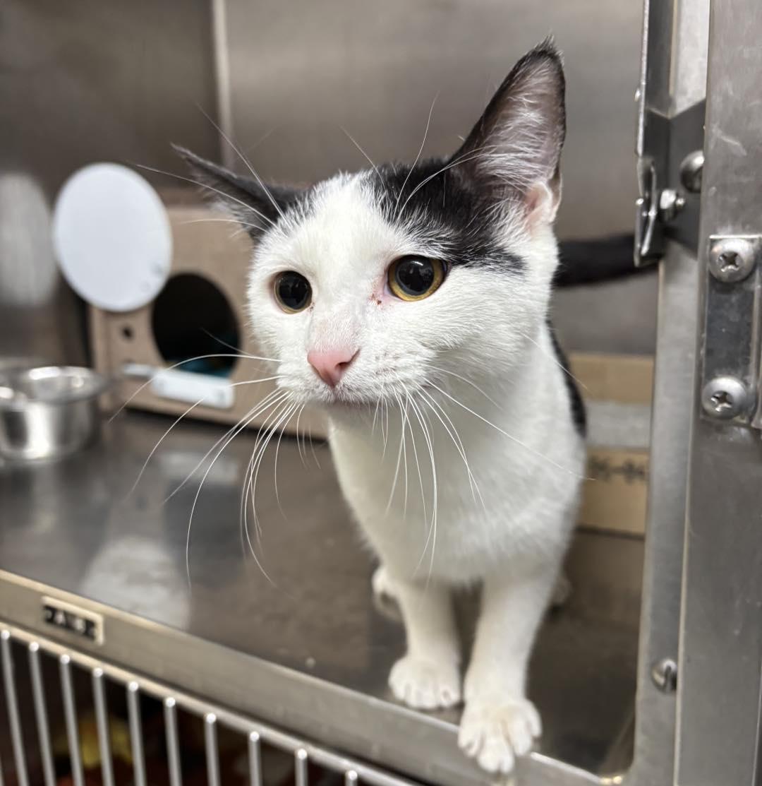 Enlarge Mira, a ADOPTABLE Domestic Short Hair in Stillwater, OK image 1/1