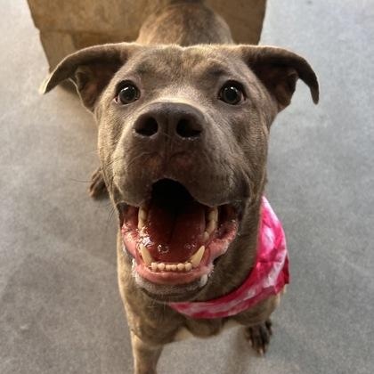 Luna, a ADOPTABLE mixed breed in The Colony, TX image 3/6