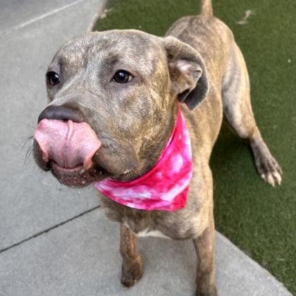 Luna, a ADOPTABLE mixed breed in The Colony, TX image 6/6