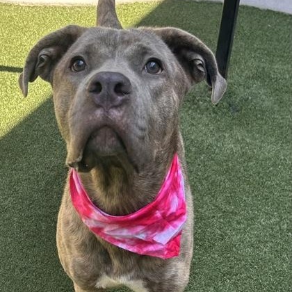 Luna, a ADOPTABLE mixed breed in The Colony, TX image 4/6
