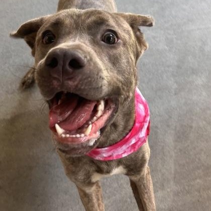 Luna, a ADOPTABLE mixed breed in The Colony, TX image 5/6