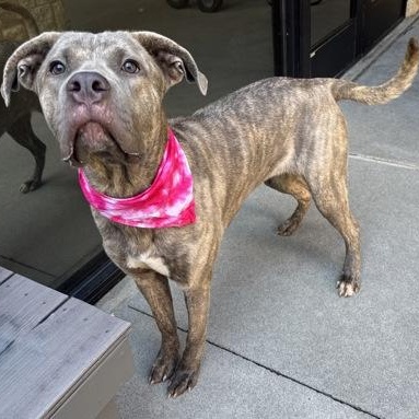 Luna, a ADOPTABLE mixed breed in The Colony, TX image 2/6