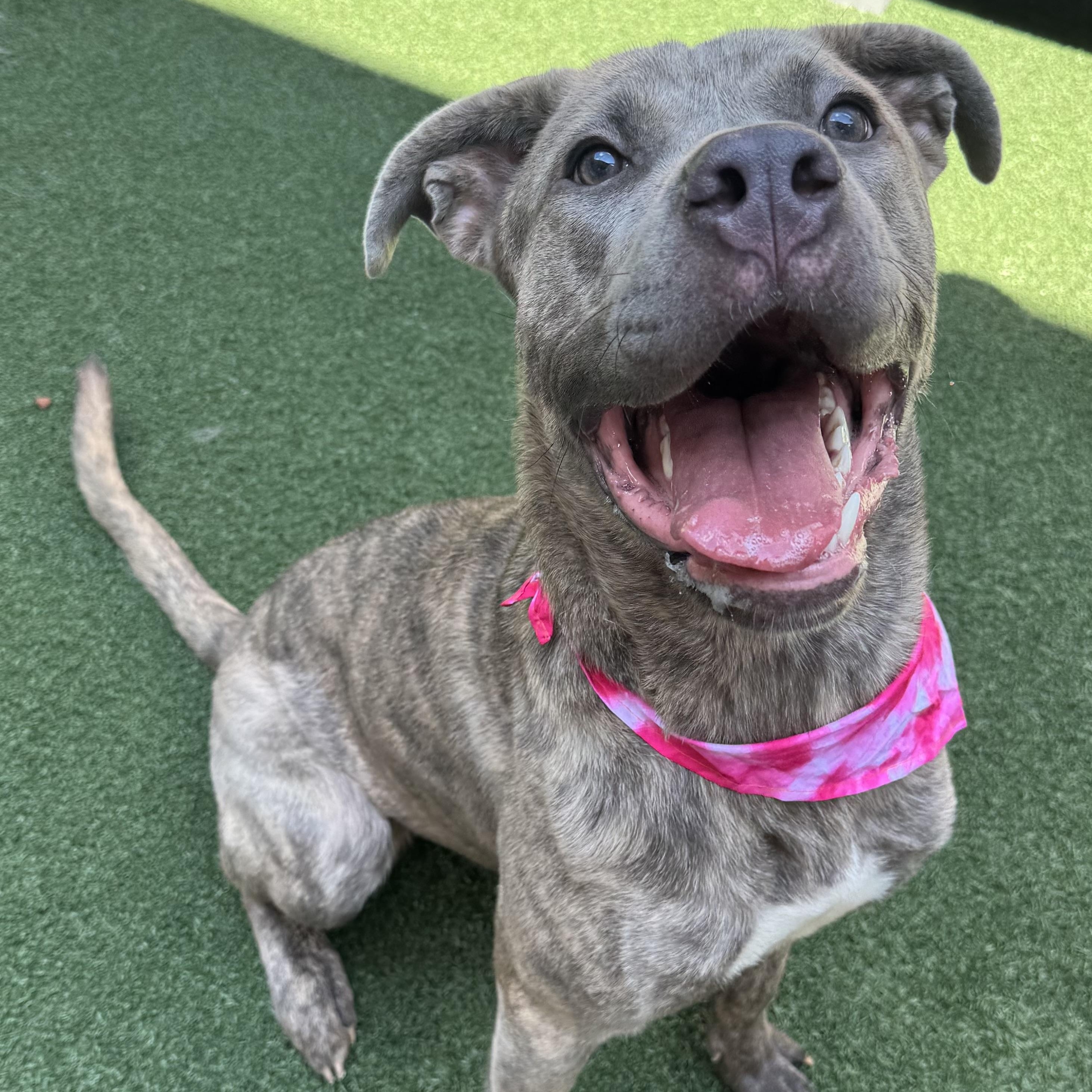 Luna, a ADOPTABLE mixed breed in The Colony, TX image 1/6