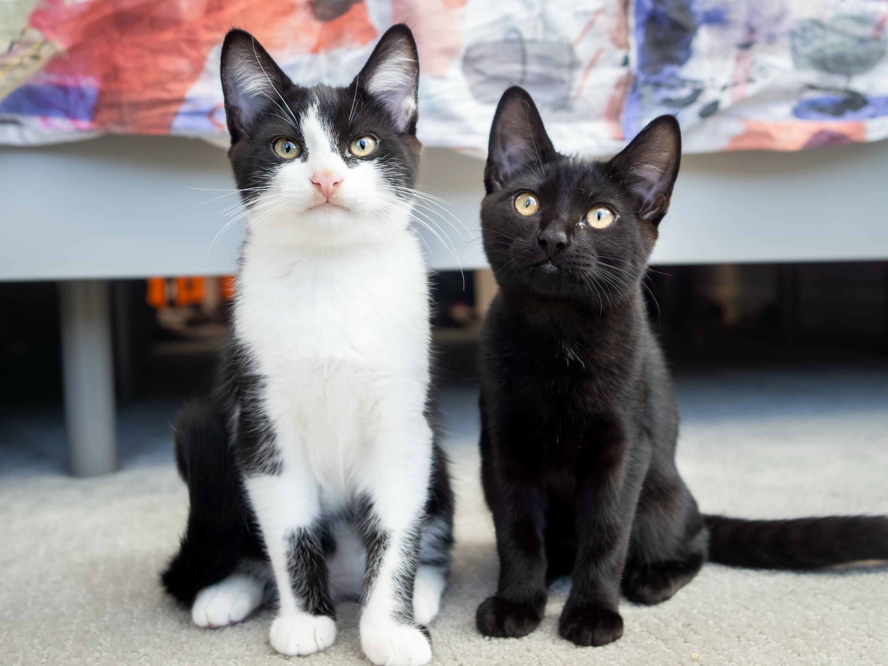Tuxie and Ink, Adoptable, Kitten Male Domestic Short Hair.