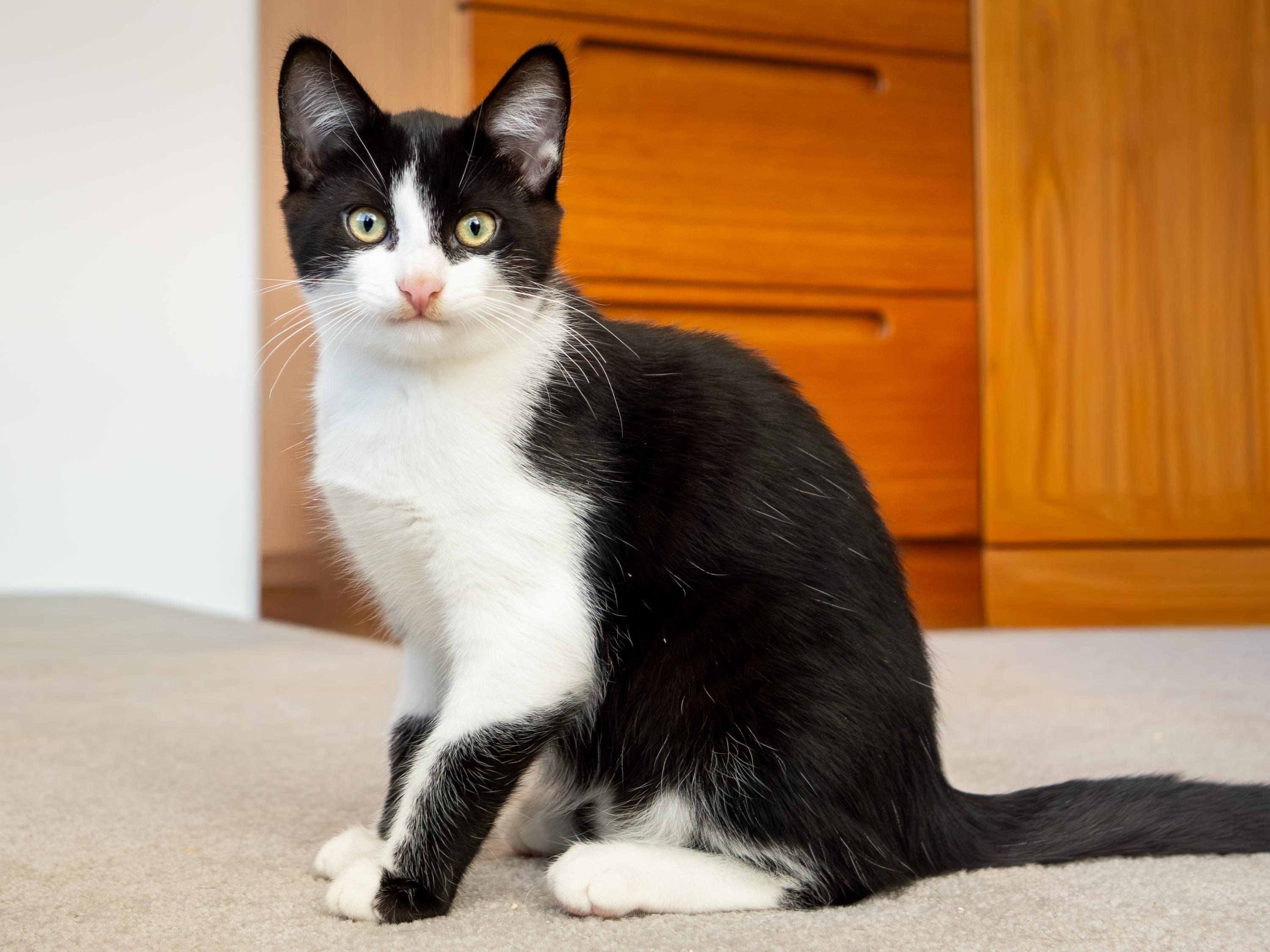 Tuxie and Ink, a Adoptable Domestic Short Hair in Seattle, WA image 2/6