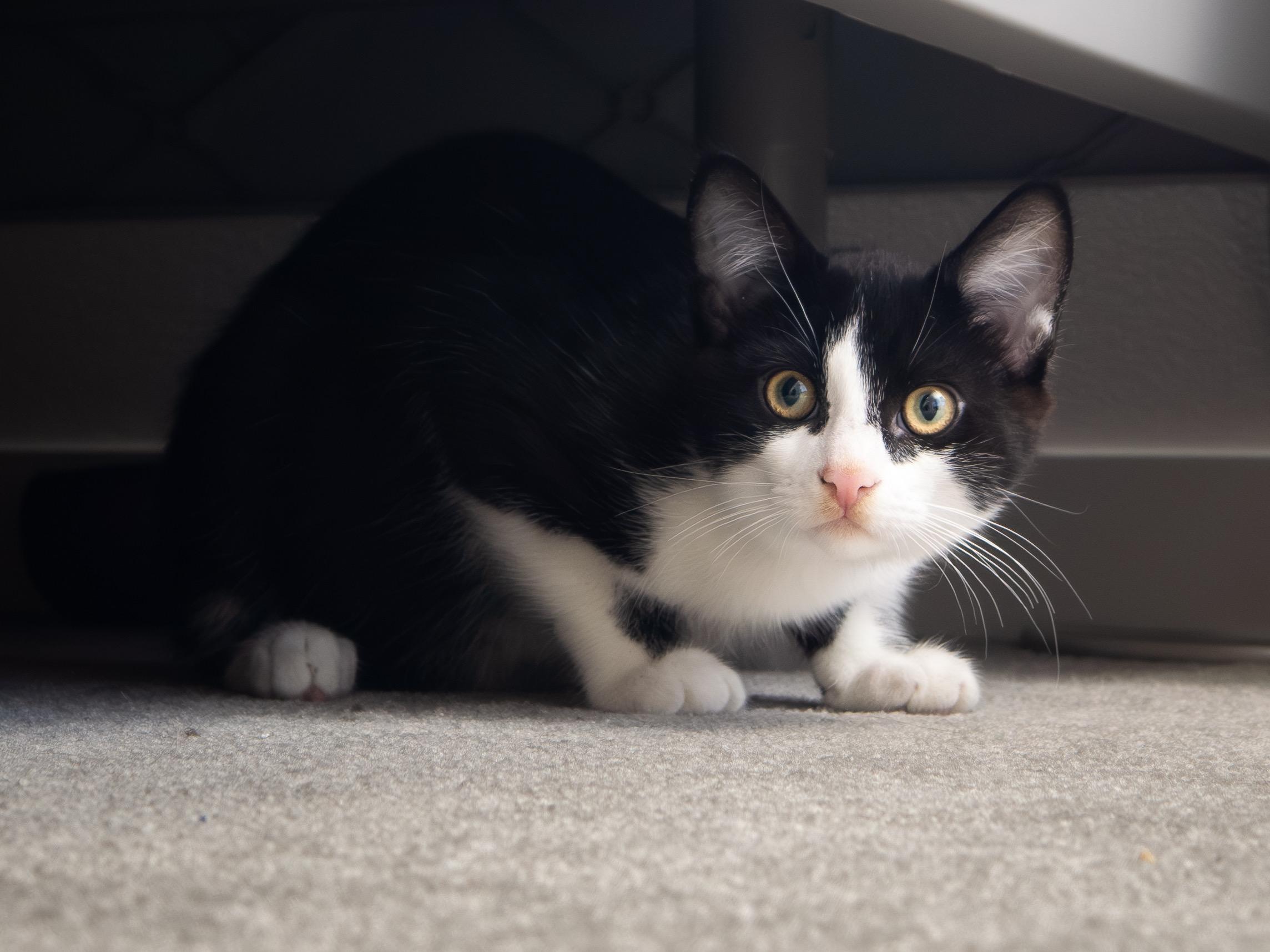 Tuxie and Ink, a Adoptable Domestic Short Hair in Seattle, WA image 3/6