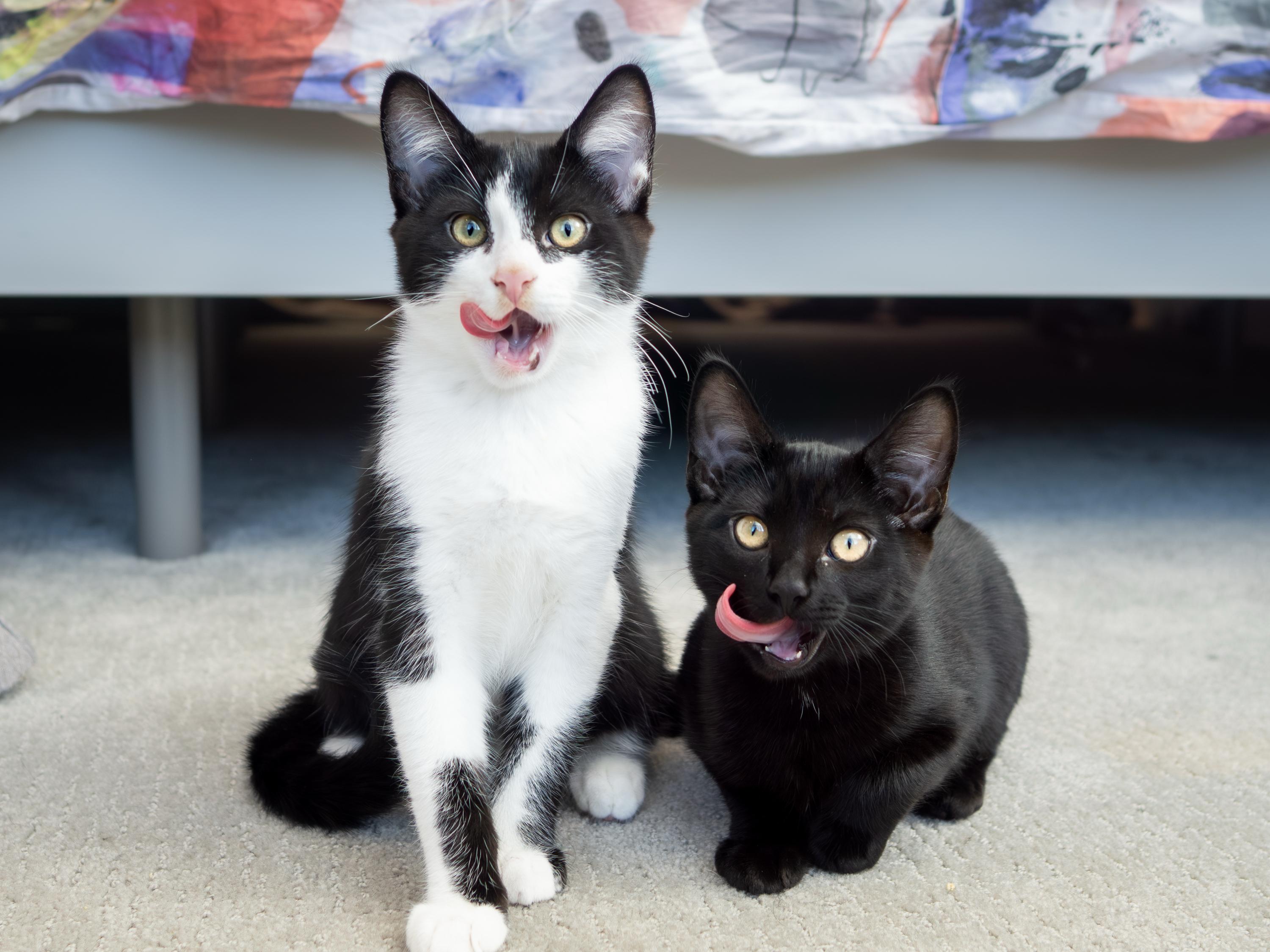 Tuxie And Ink thumbnail 6