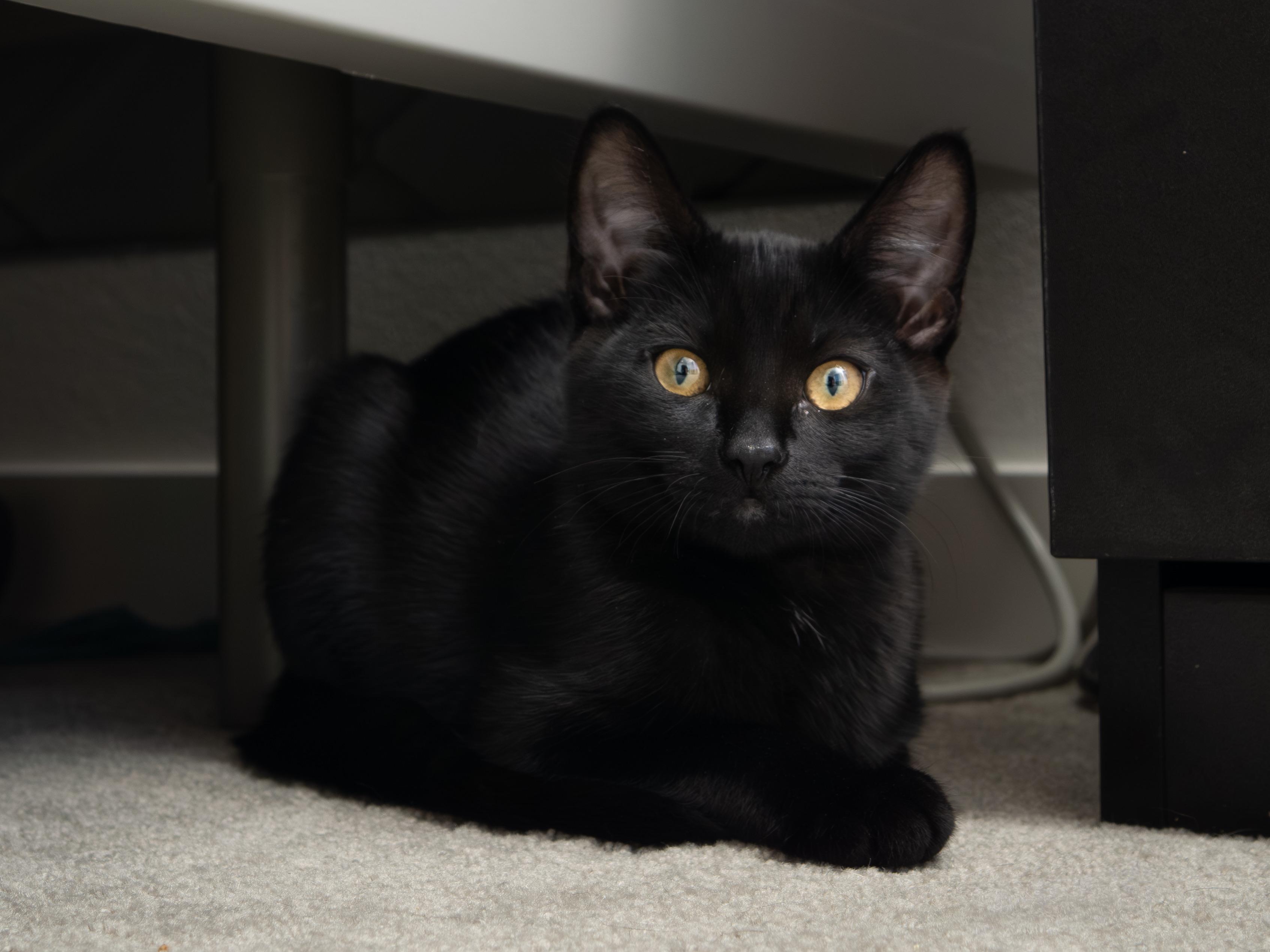 Tuxie and Ink, a Adoptable Domestic Short Hair in Seattle, WA image 5/6