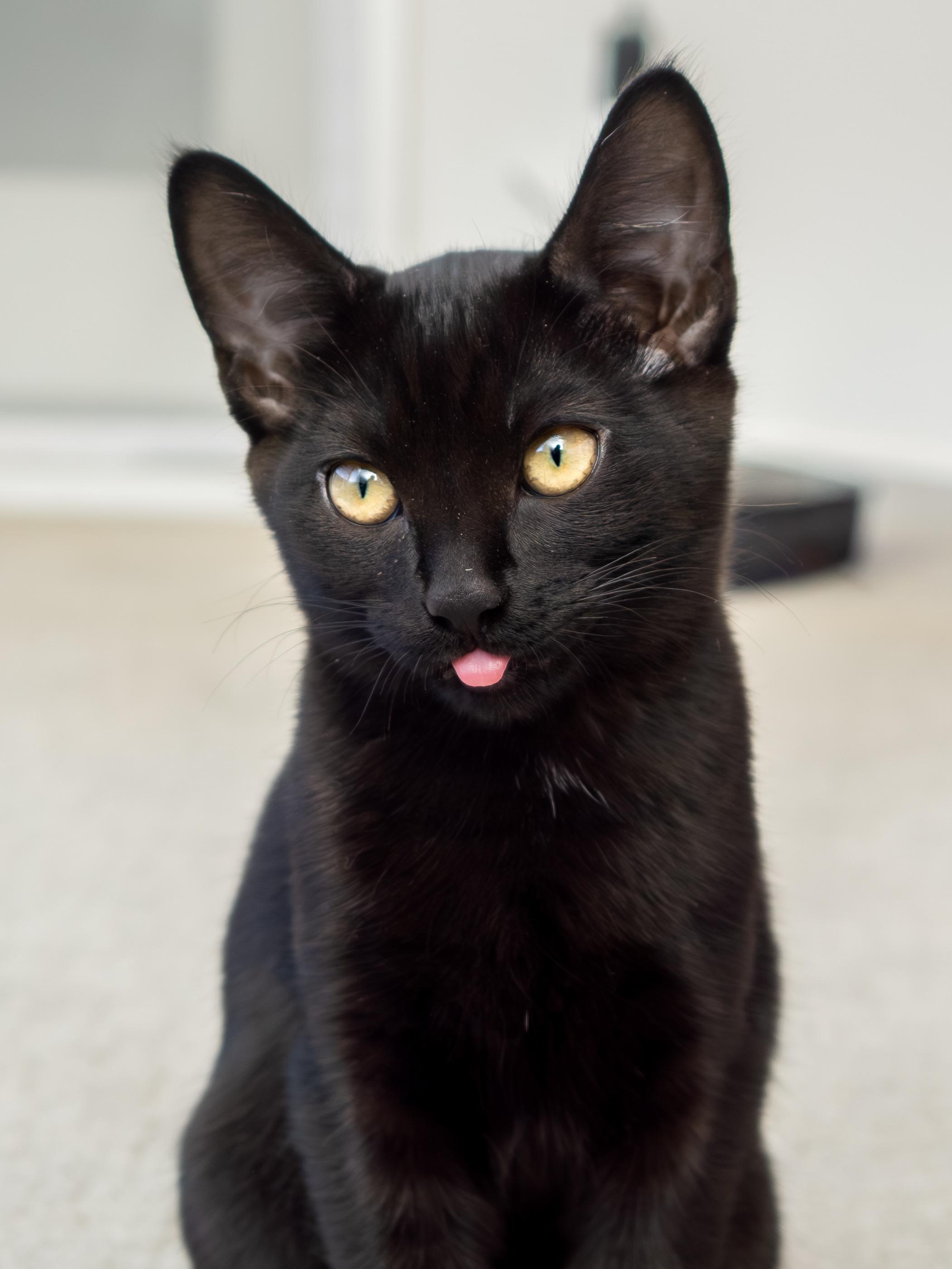 Tuxie and Ink, a Adoptable Domestic Short Hair in Seattle, WA image 6/6