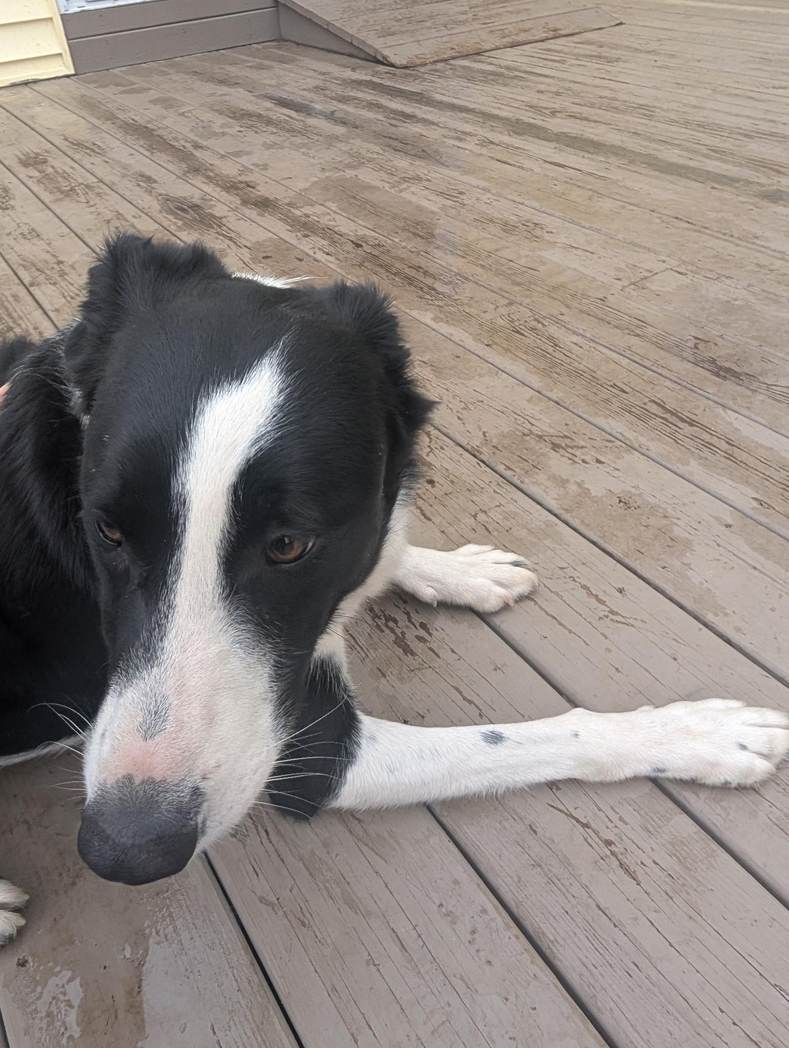 Enlarge Dash (in New England), a ADOPTABLE Border Collie in Southington, CT image 3/5