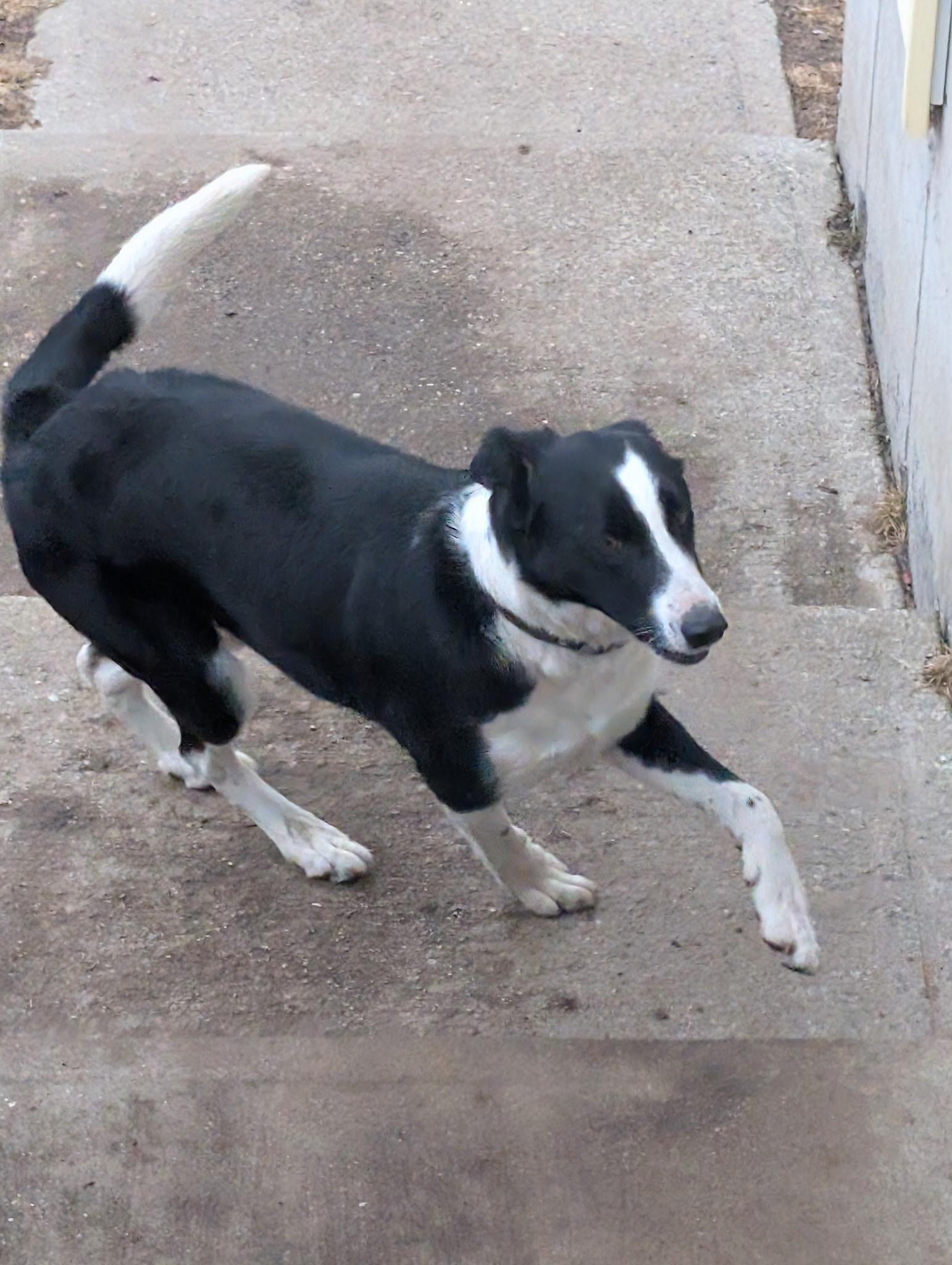 Enlarge Dash (in New England), a ADOPTABLE Border Collie in Southington, CT image 2/5