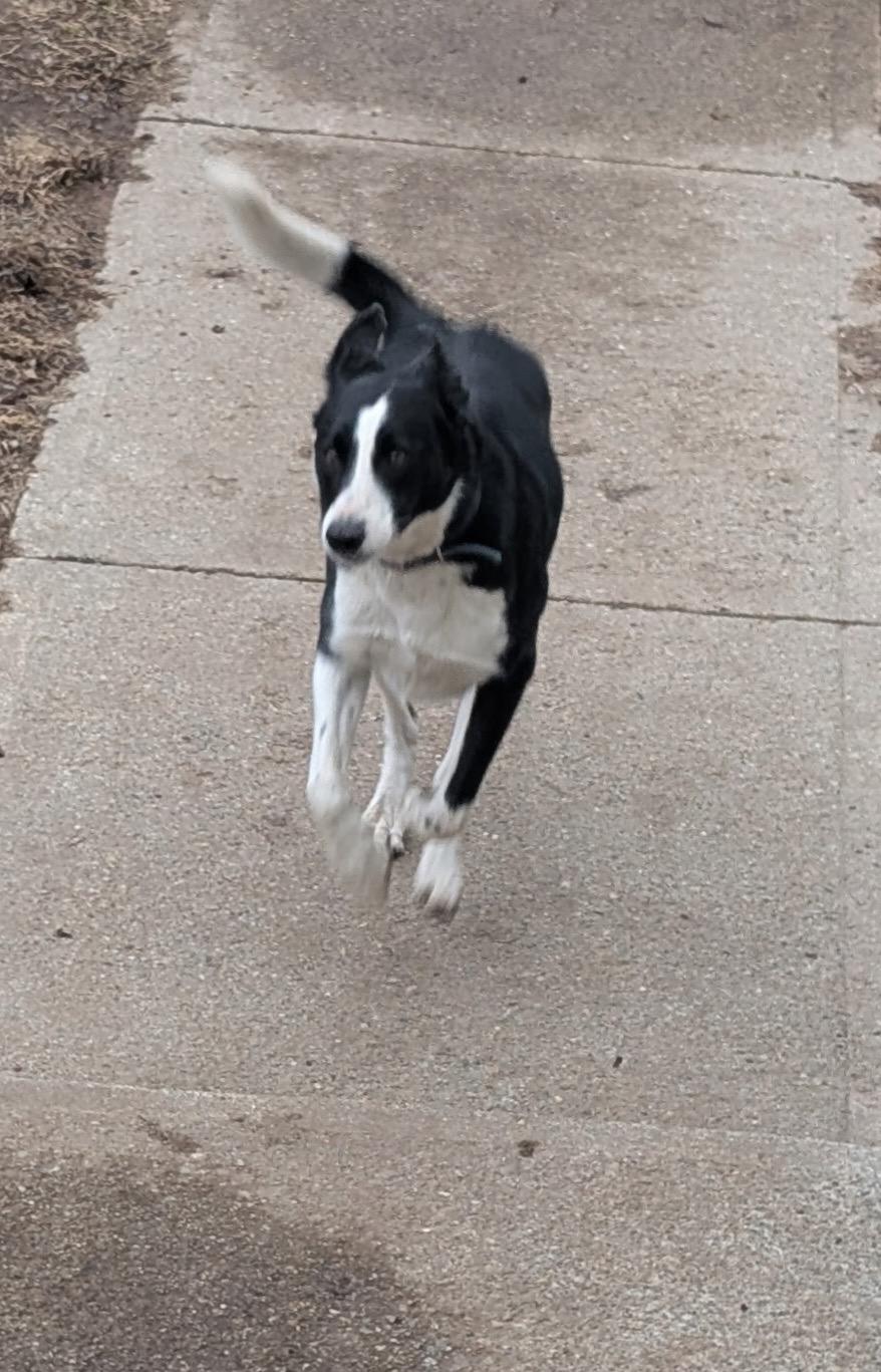 Enlarge Dash (in New England), a ADOPTABLE Border Collie in Southington, CT image 5/5