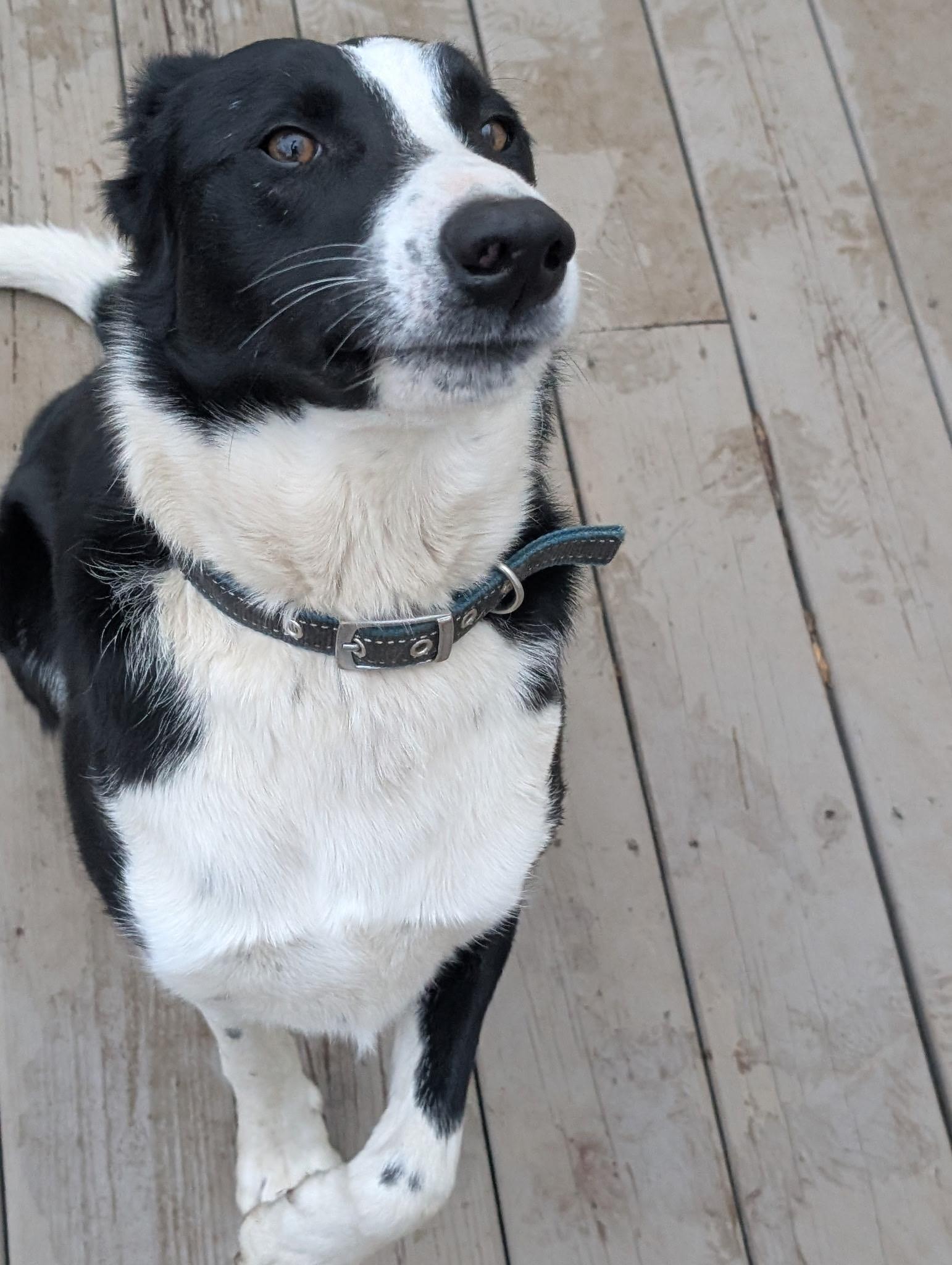 Enlarge Dash (in New England), a ADOPTABLE Border Collie in Southington, CT image 4/5