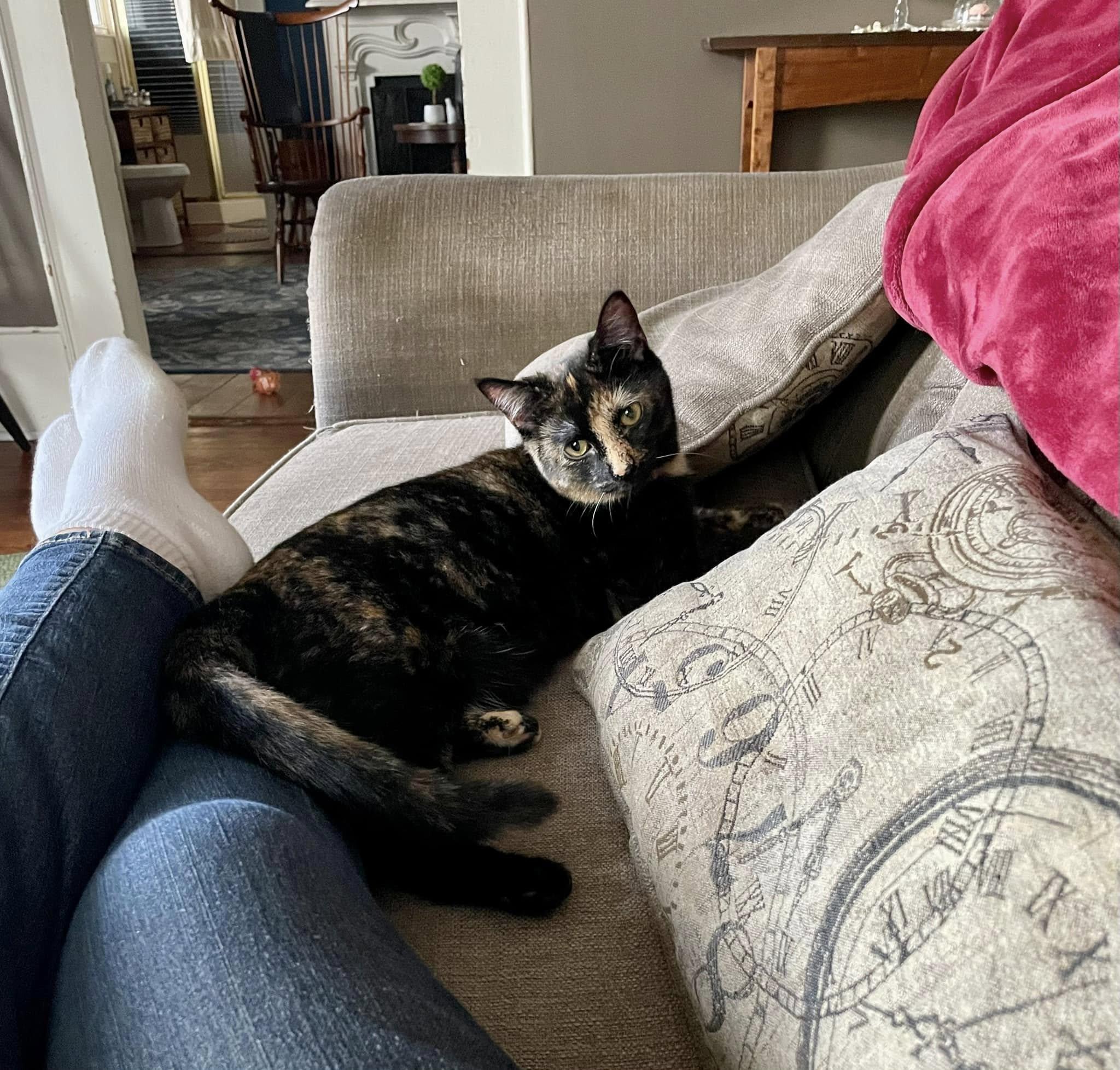 Pinto, Adoptable, Young Female Domestic Short Hair.