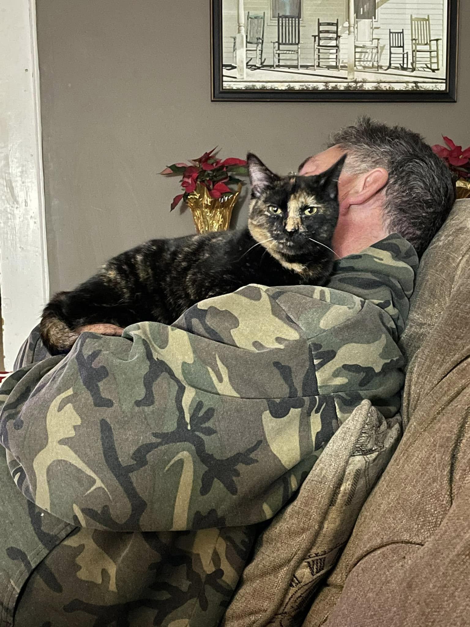 Pinto, a Adoptable Domestic Short Hair in Creswell, NC image 2/3