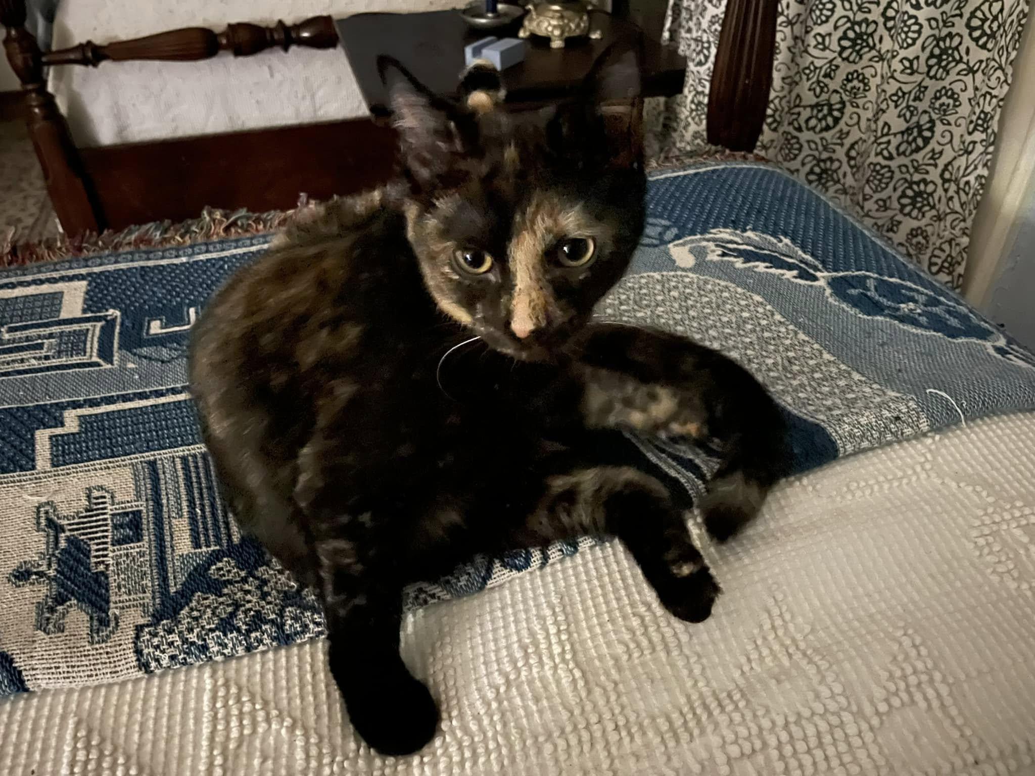 Pinto, a Adoptable Domestic Short Hair in Creswell, NC image 3/3