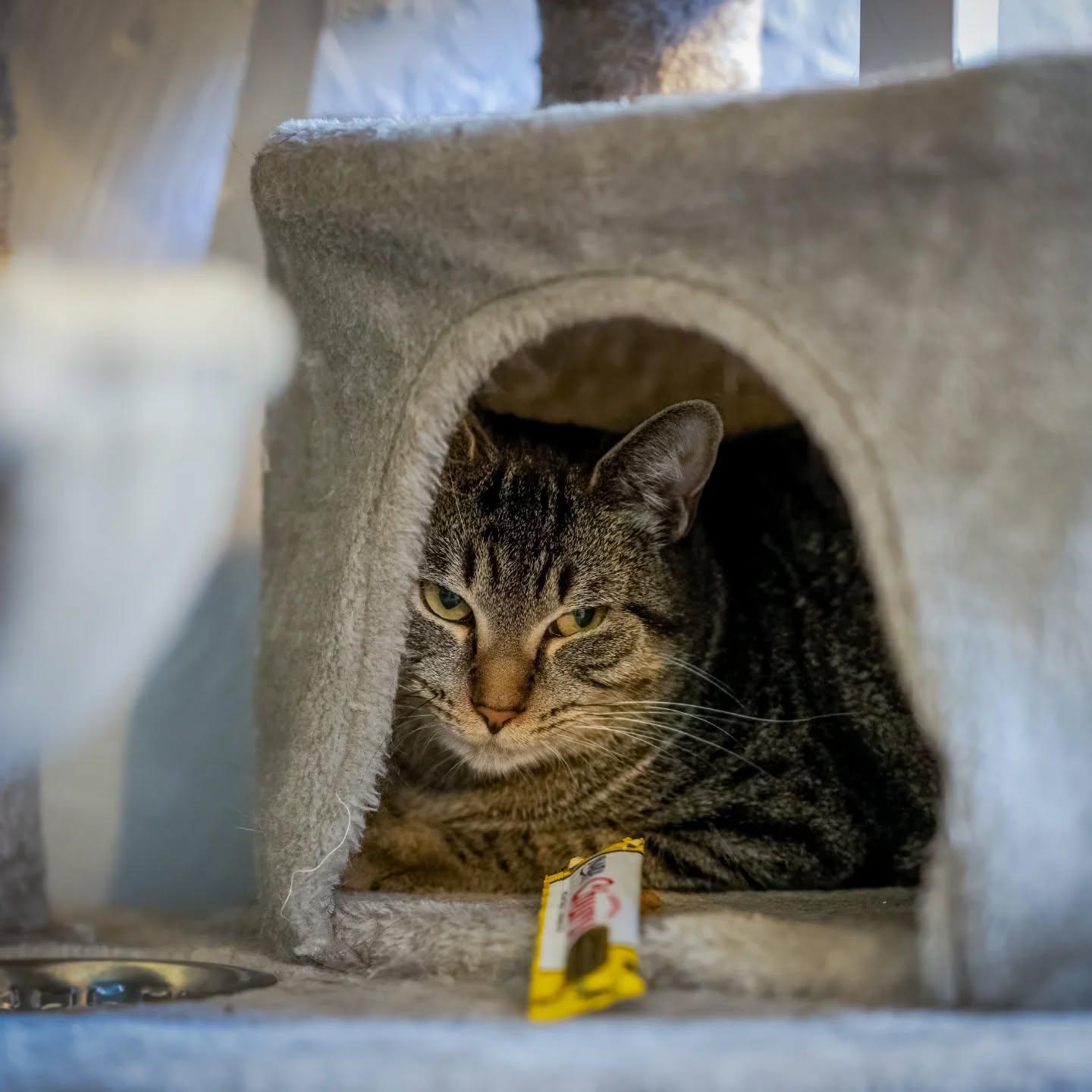 Pickles (No adoption fee. 