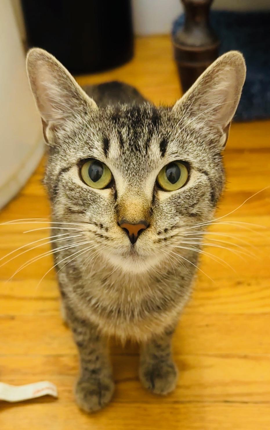 Pickles (No adoption fee. "Spirit cat" Loves other cats. Very shy with people) 1