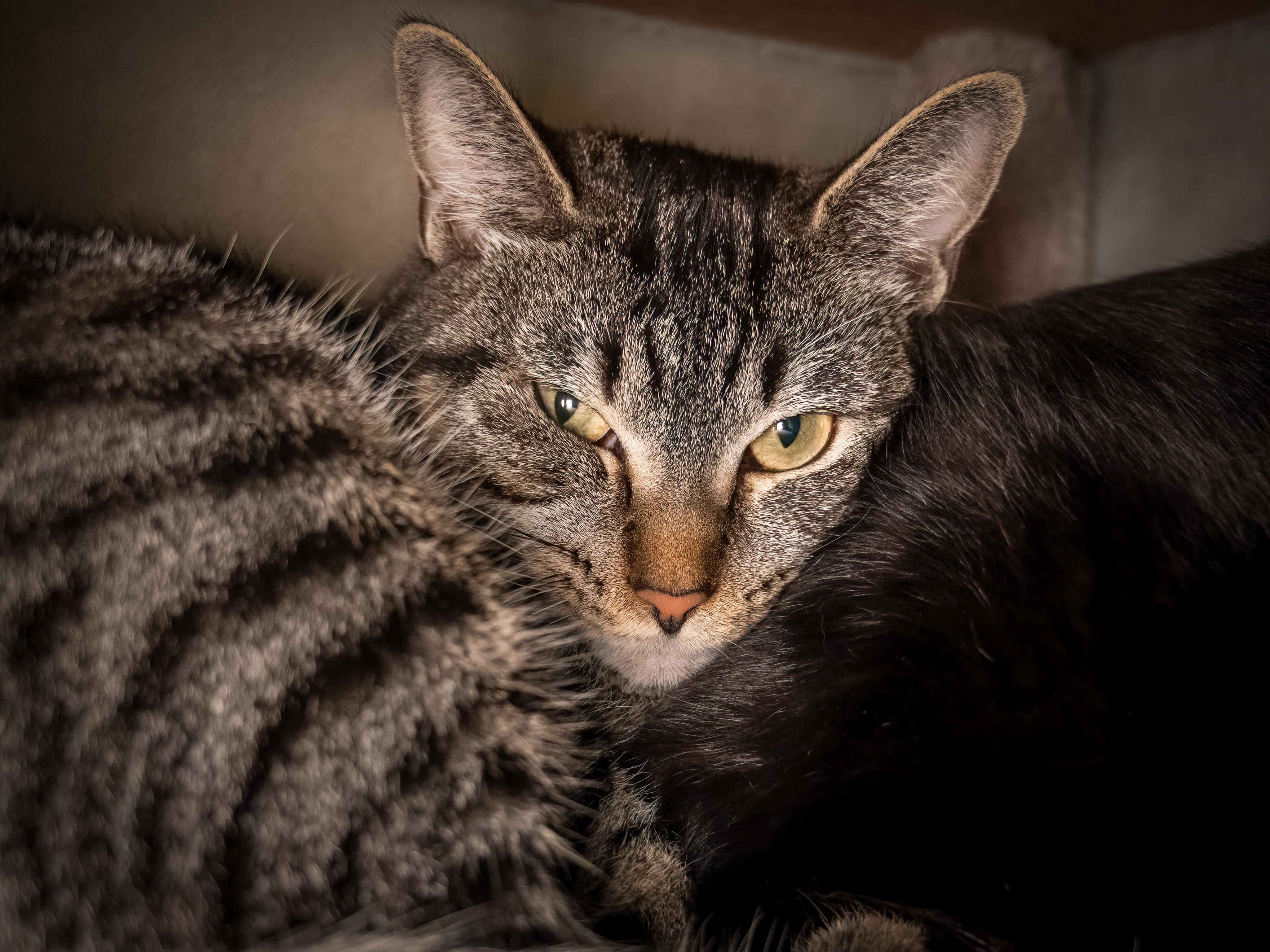 Pickles (No adoption fee. 