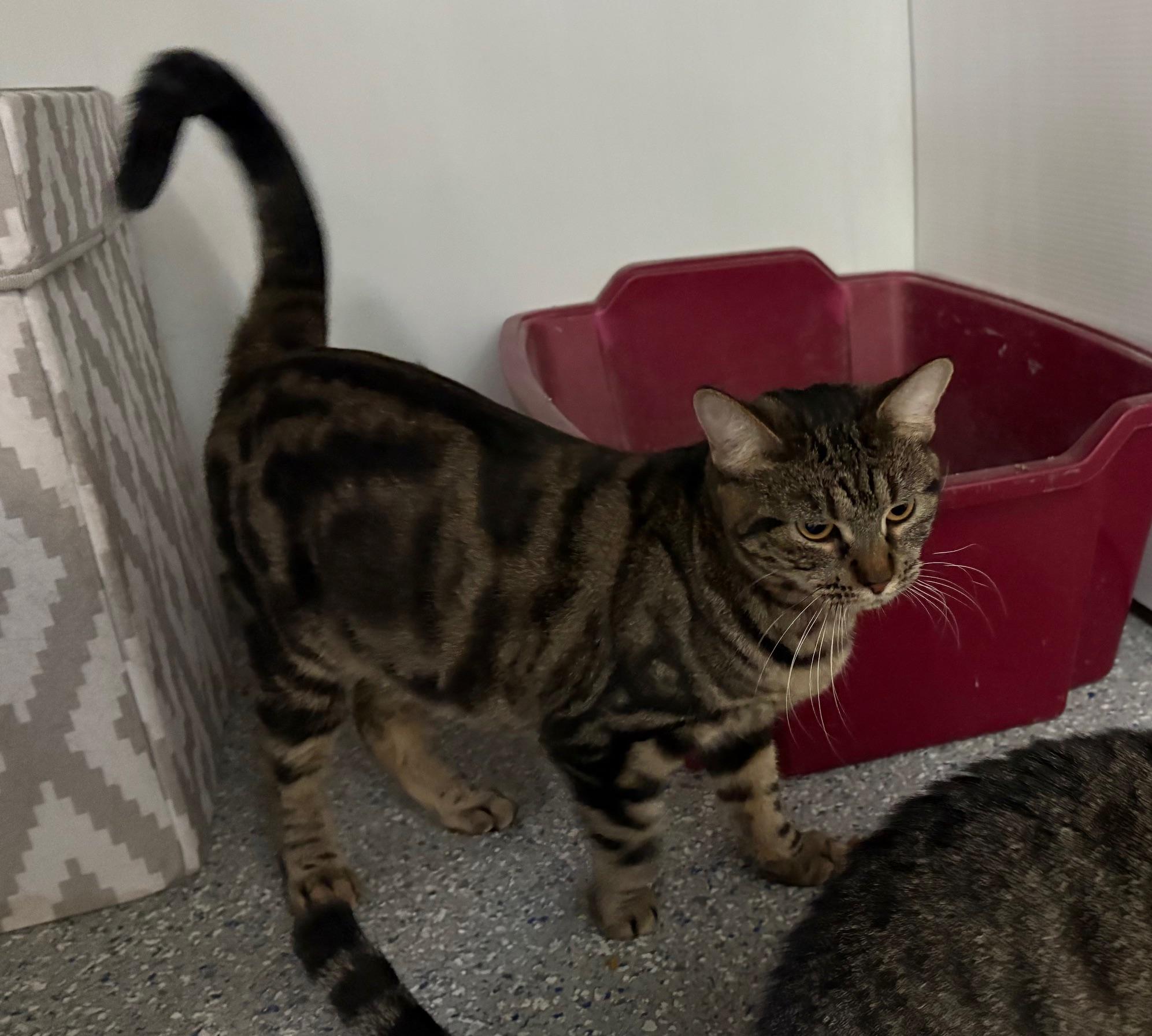 Enlarge Spot, a Adoptable Tabby in Carson City, NV image 1/1
