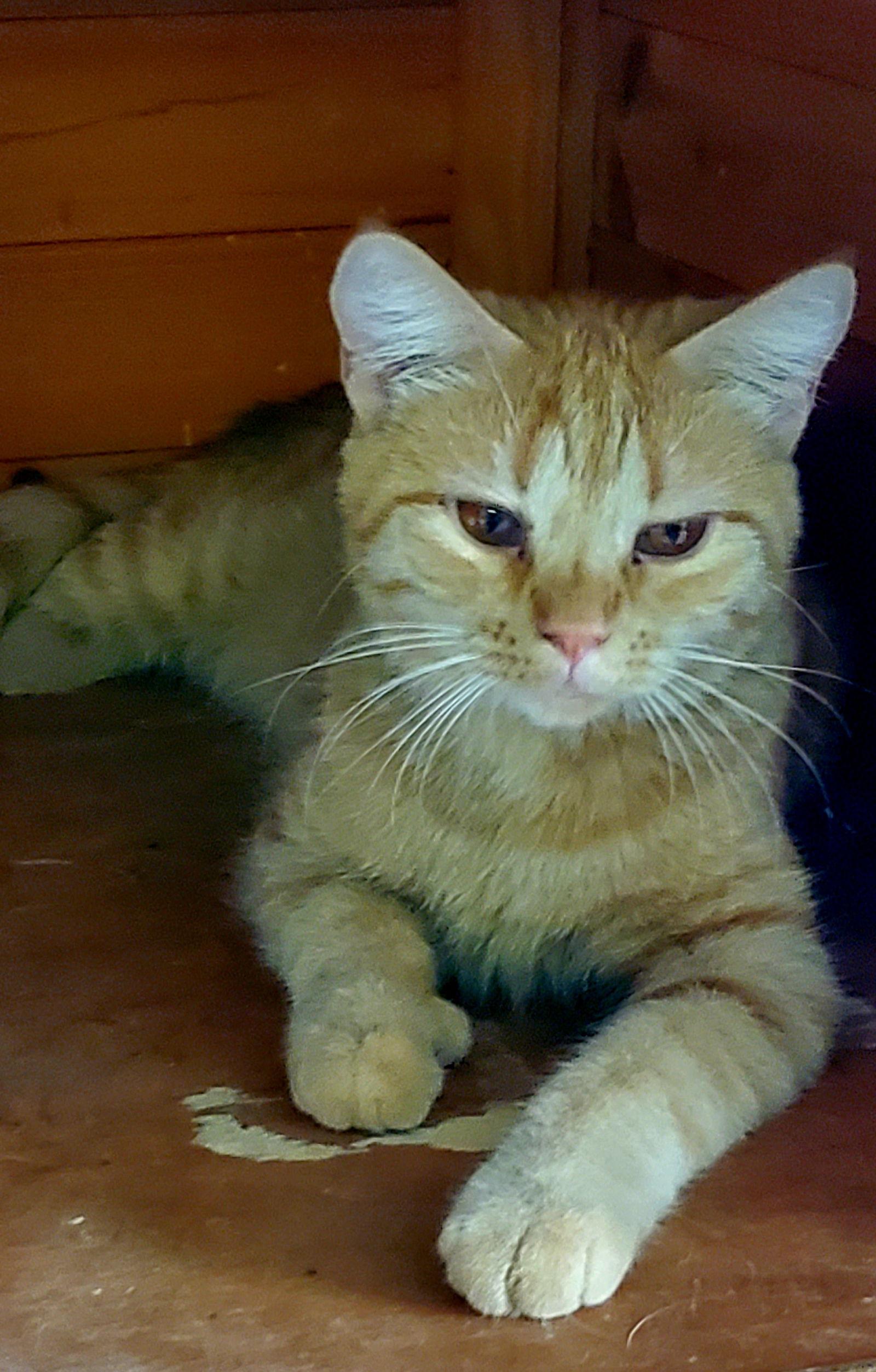 Penny, Adoptable, Adult Female Domestic Short Hair.