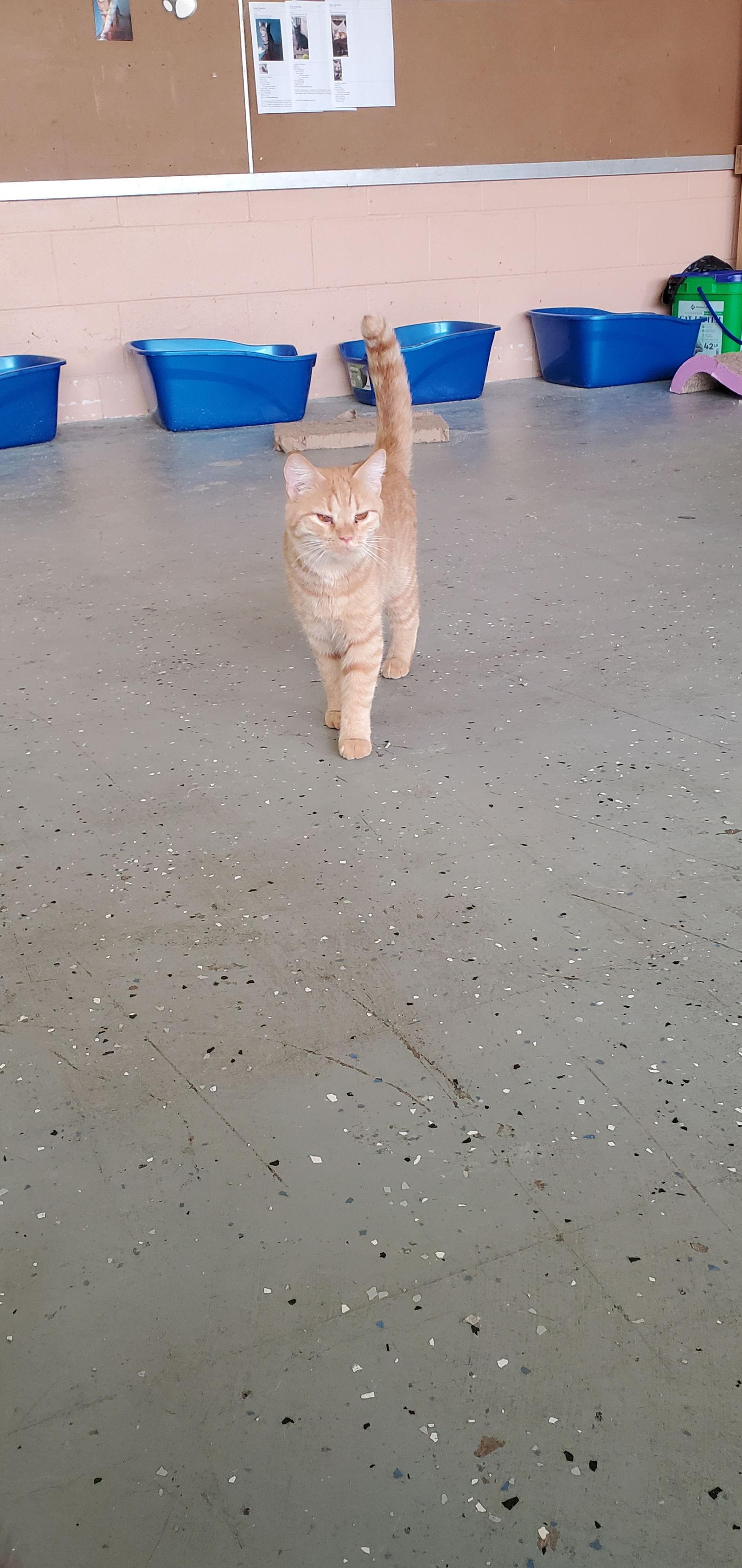 Enlarge Penny, a Adoptable Domestic Short Hair in Boston, KY image 2/2