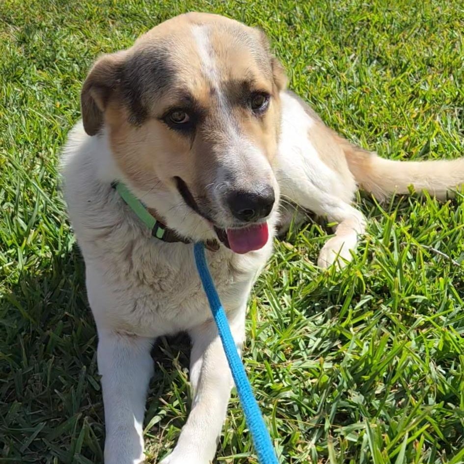 Billie Bones — thumbnail 3