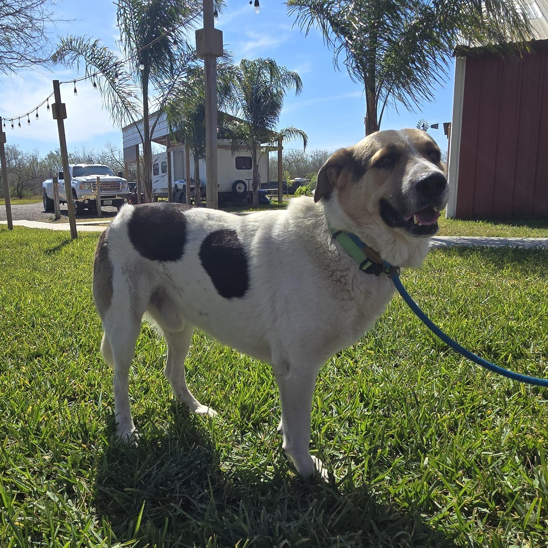 Billie Bones — thumbnail 4