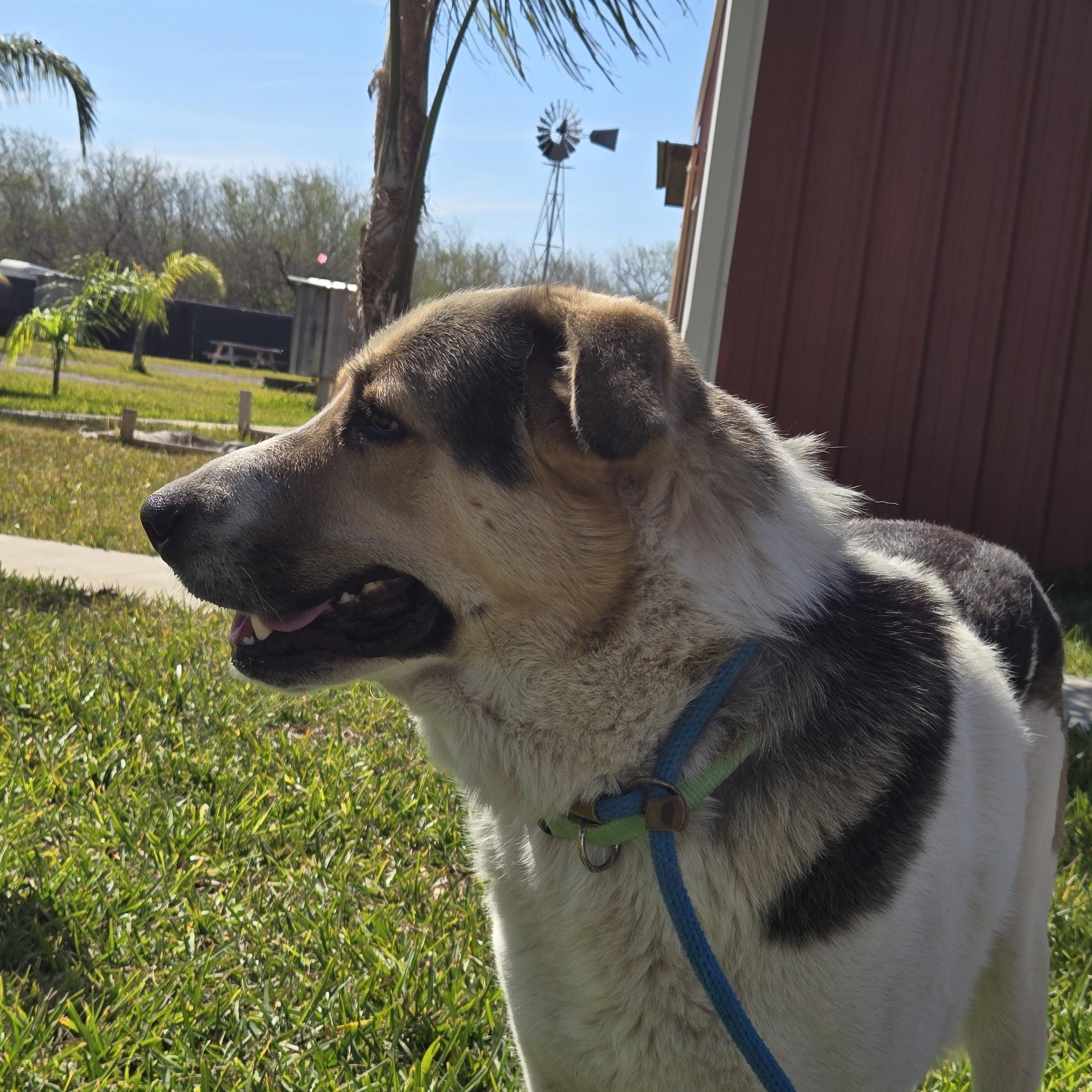 Billie Bones — thumbnail 5