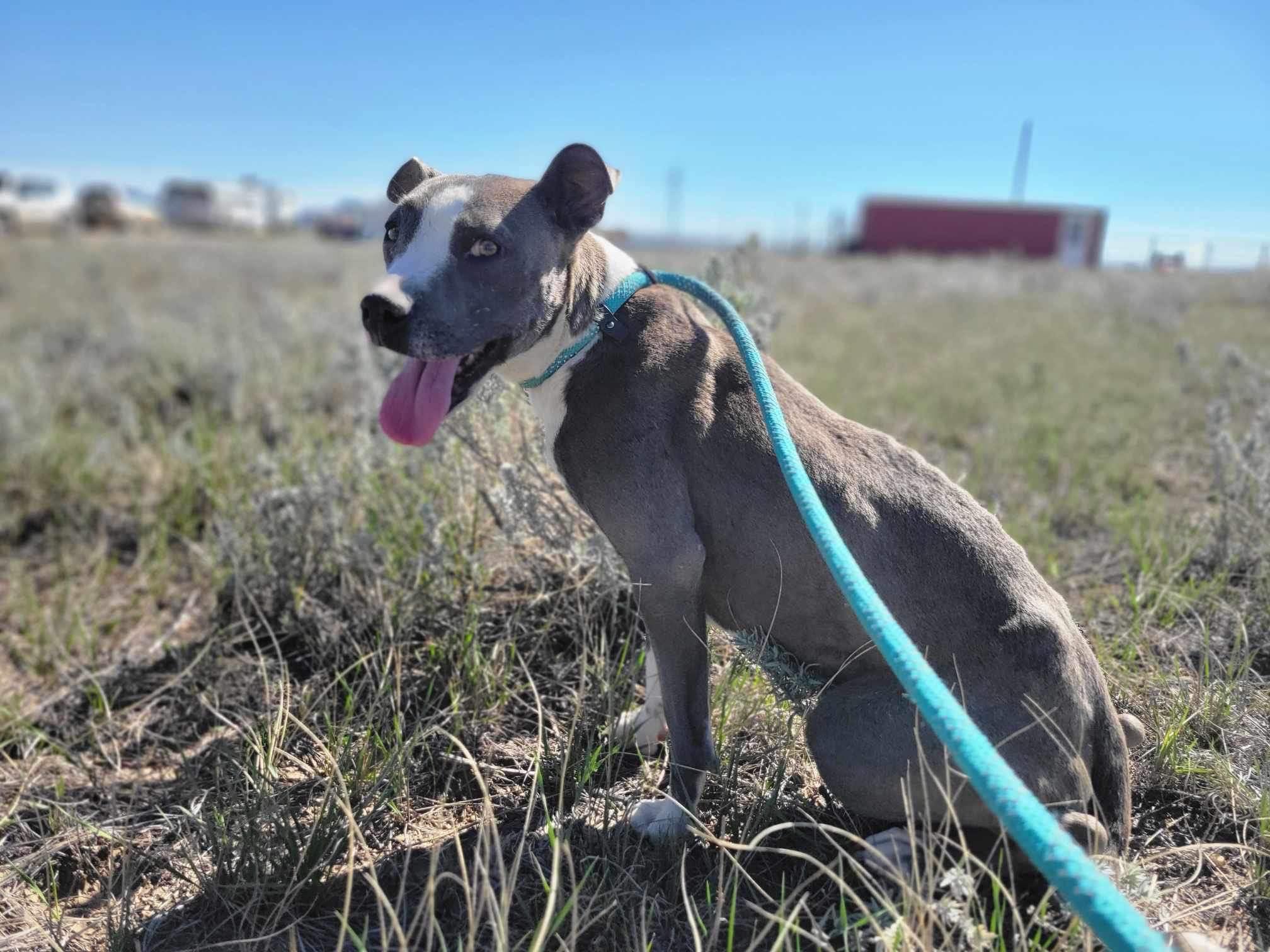 Romy, Adopted, Adult Female American Staffordshire Terrier.