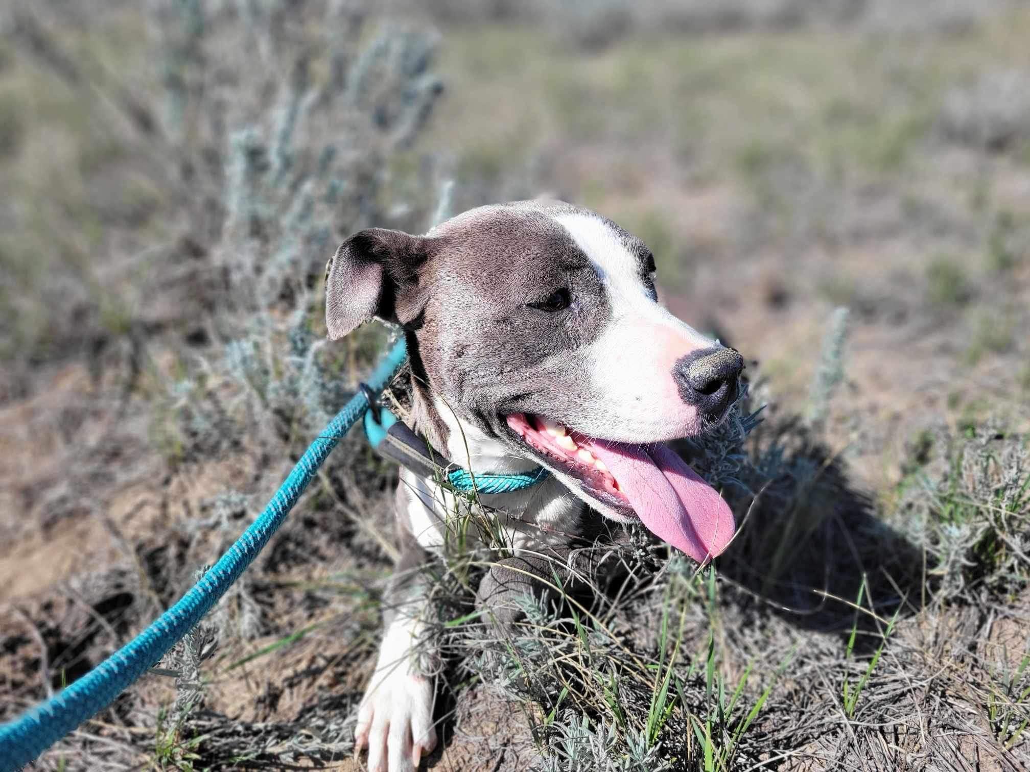 Romy, a Adopted American Staffordshire Terrier in RYE, CO image 2/3