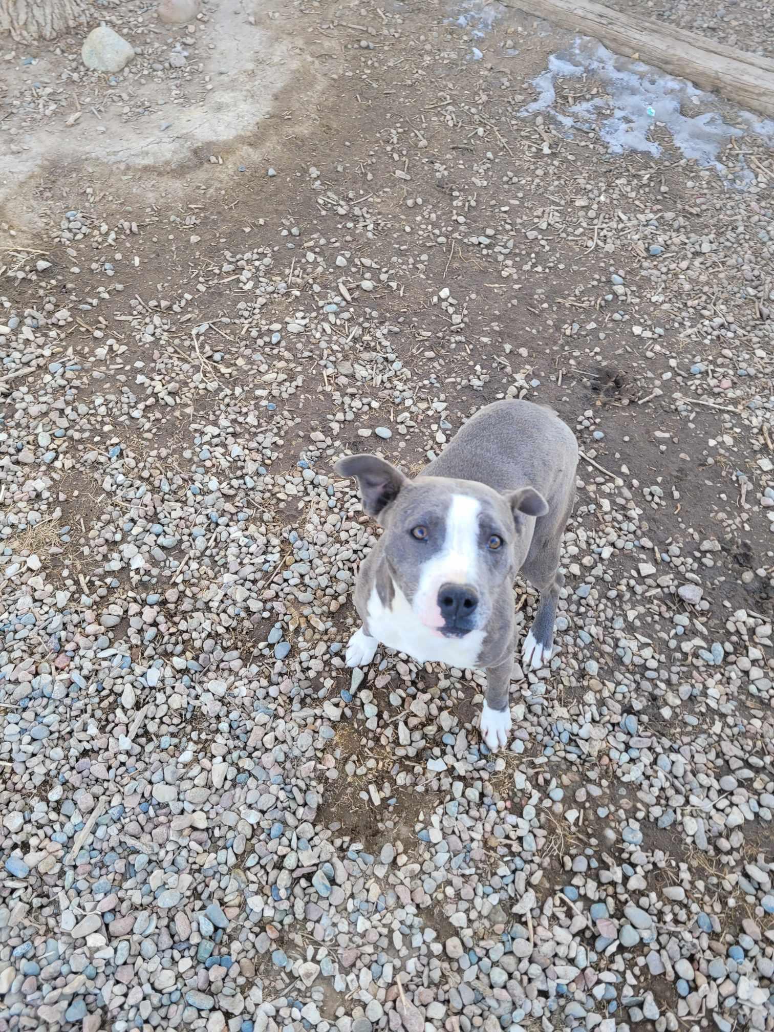 Romy, a Adopted American Staffordshire Terrier in RYE, CO image 3/3