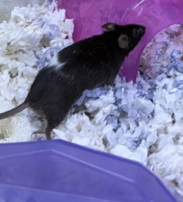 Philip, Adoptable, Adult Male Mouse.