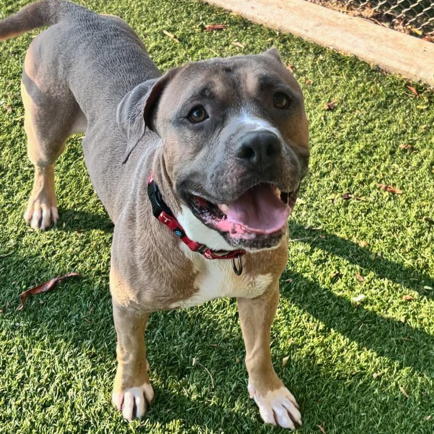 Waldo, Adoptable, Adult Male Pit Bull Terrier.