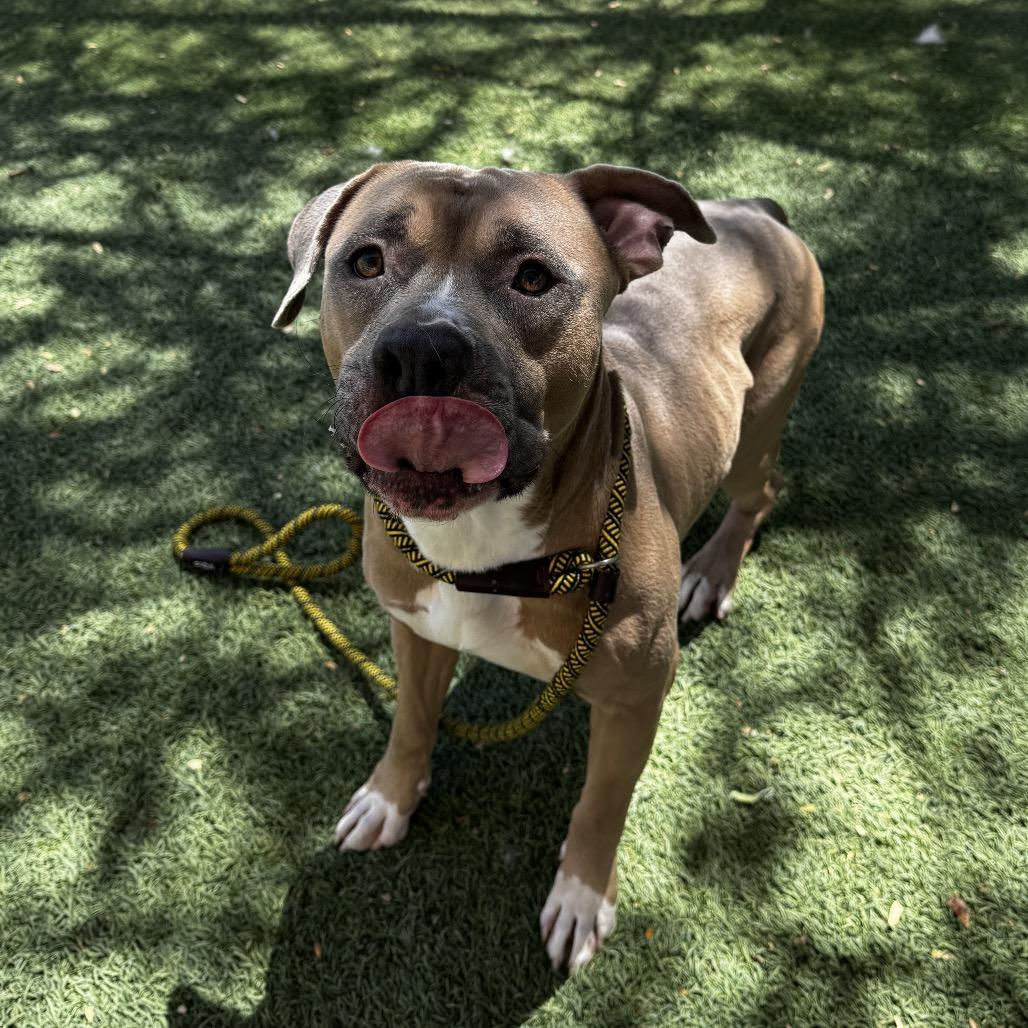 Enlarge Waldo, a Adoptable Pit Bull Terrier in Henderson, NV image 2/2