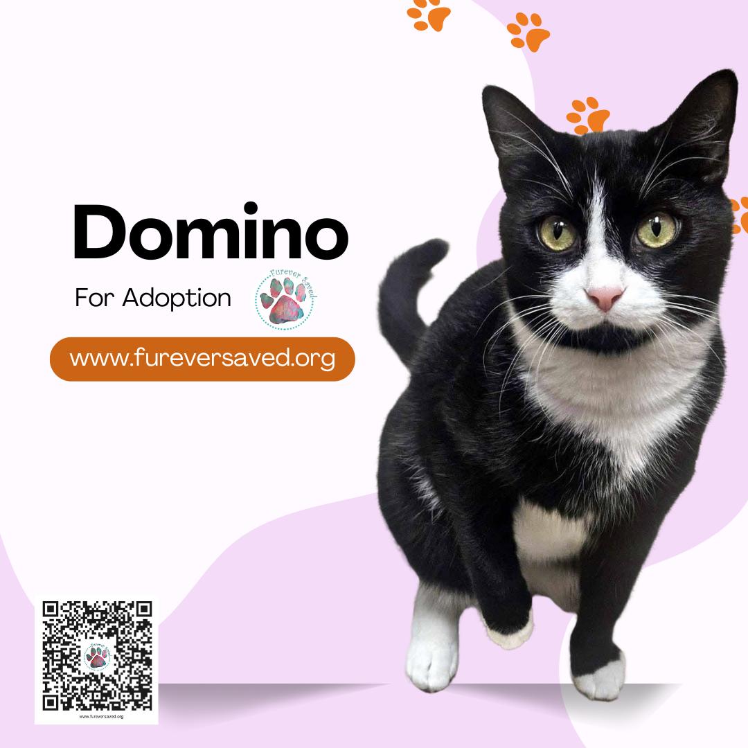 Domino
