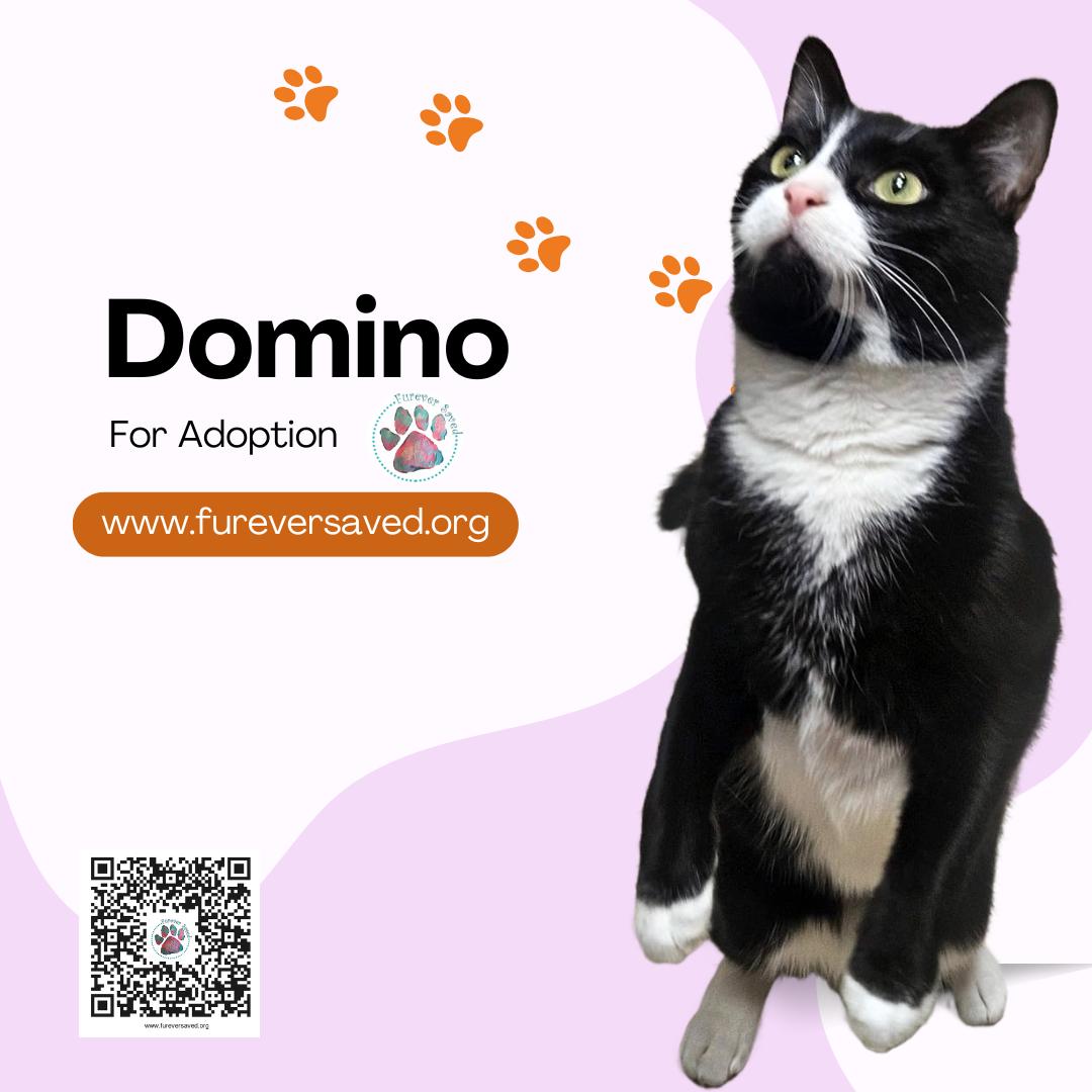 Domino photo 2