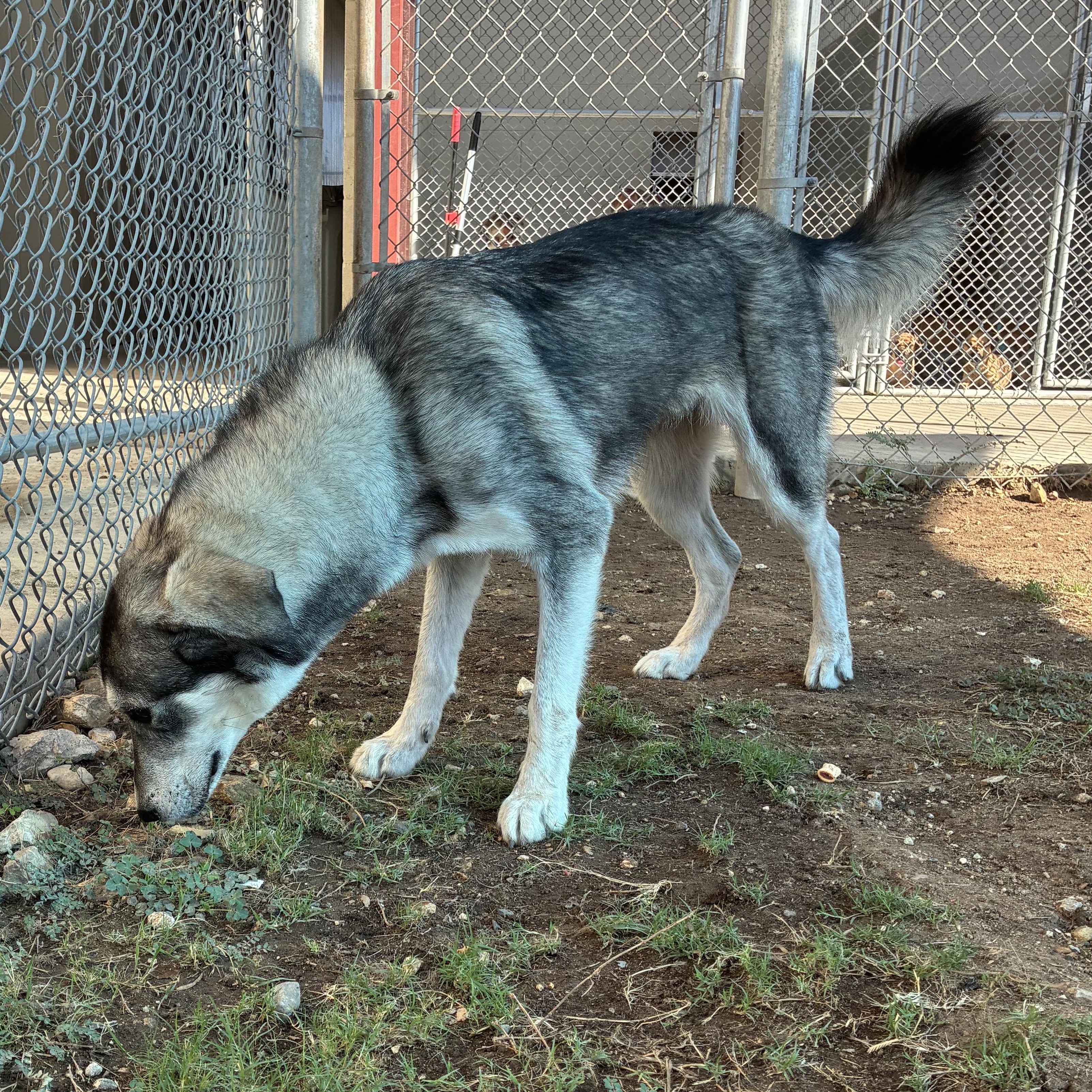 Enlarge Mello, a Adoptable mixed breed in Converse, TX image 3/3