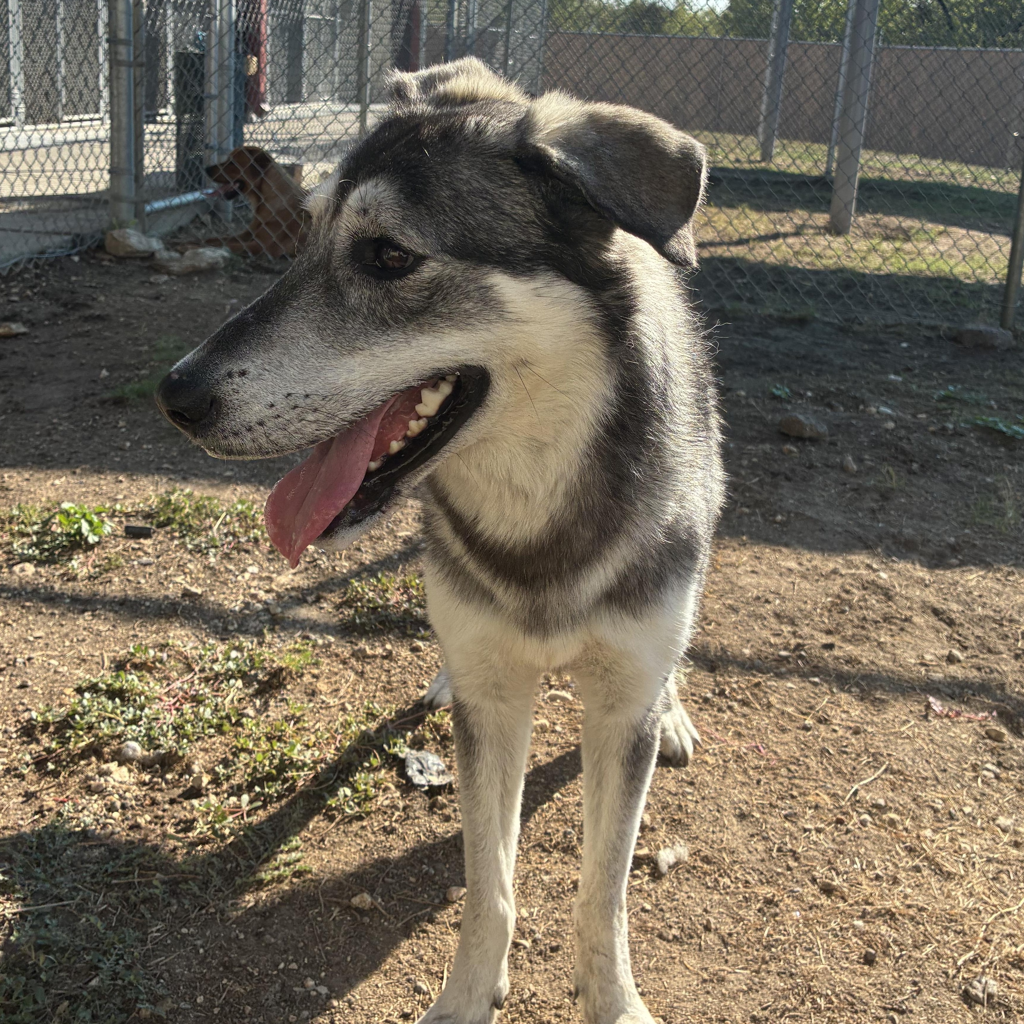 Enlarge Mello, a Adoptable mixed breed in Converse, TX image 2/3
