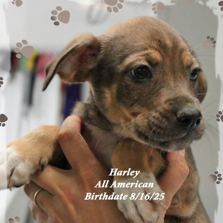 Harley, a Adoptable Mixed Breed in Amelia, OH image 1/2