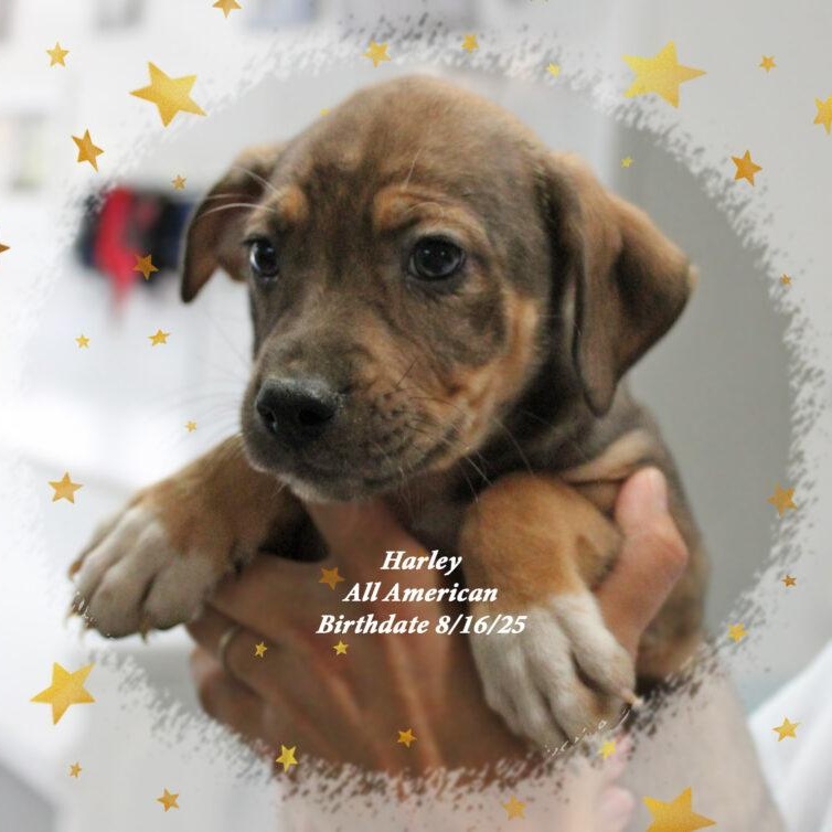 Harley, a Adoptable Mixed Breed in Amelia, OH image 2/2