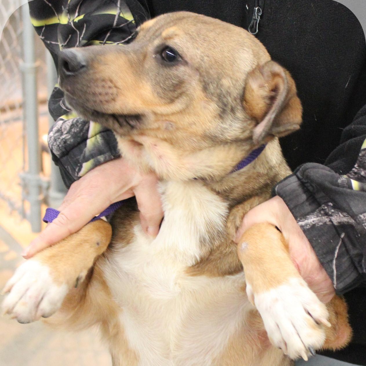 Enlarge Harley, a Adoptable Mixed Breed in Amelia, OH image 1/3