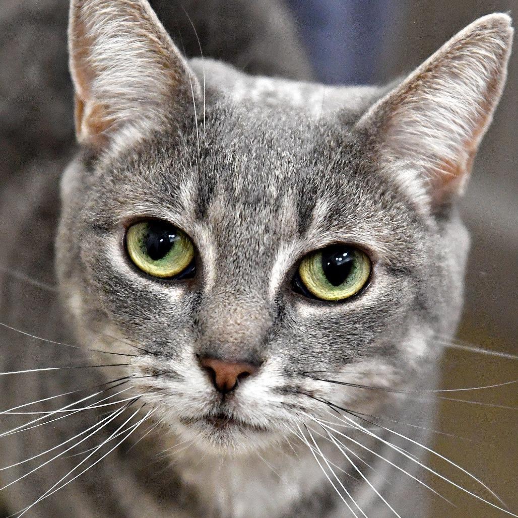 Ella, Adoptable, Senior Female Domestic Short Hair.
