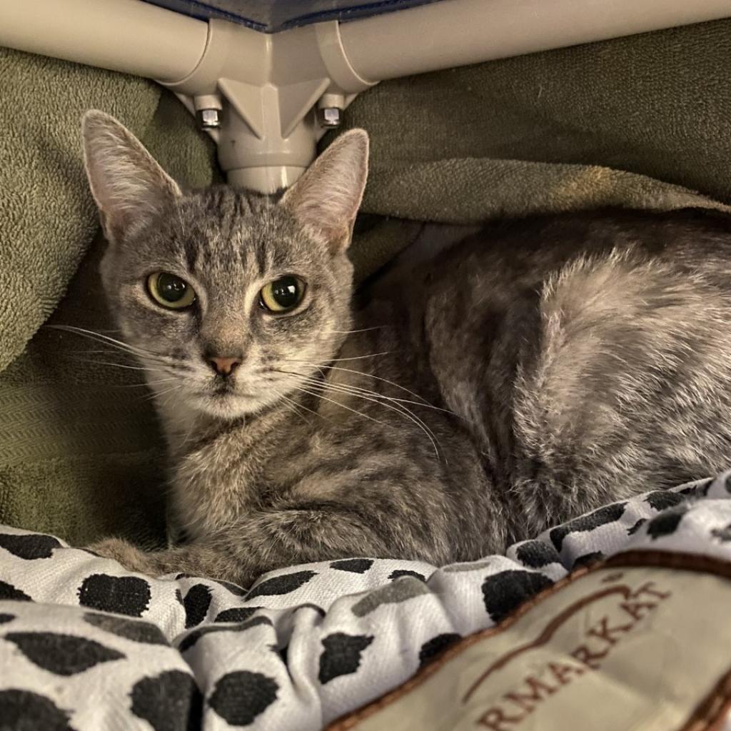 Ella, a Adoptable Domestic Short Hair in York, PA image 2/5