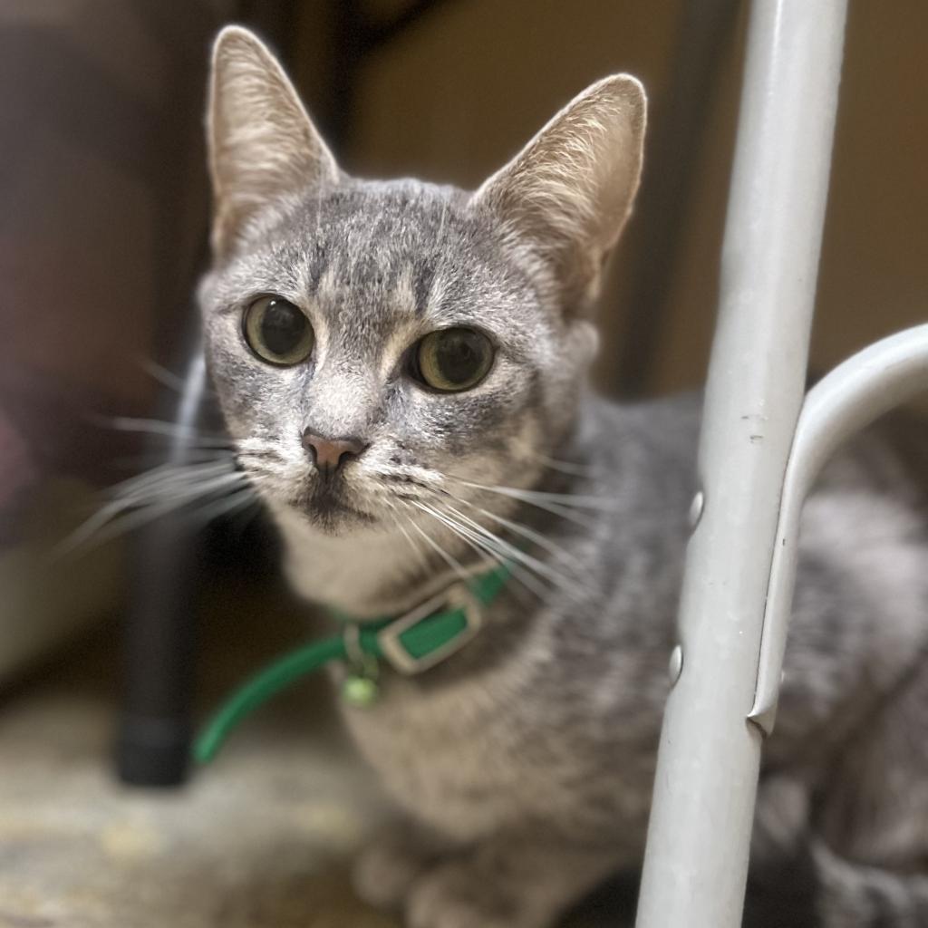 Ella, a Adoptable Domestic Short Hair in York, PA image 3/5
