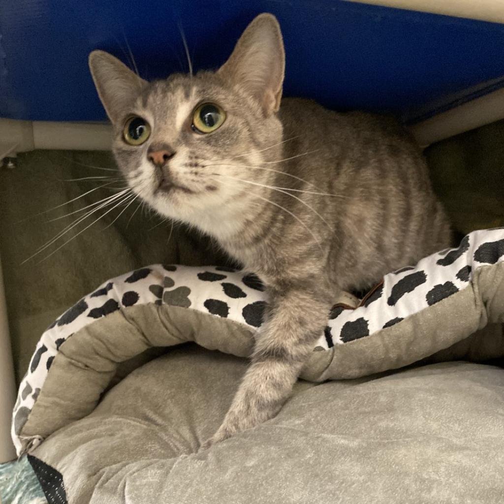 Ella, a Adoptable Domestic Short Hair in York, PA image 4/5