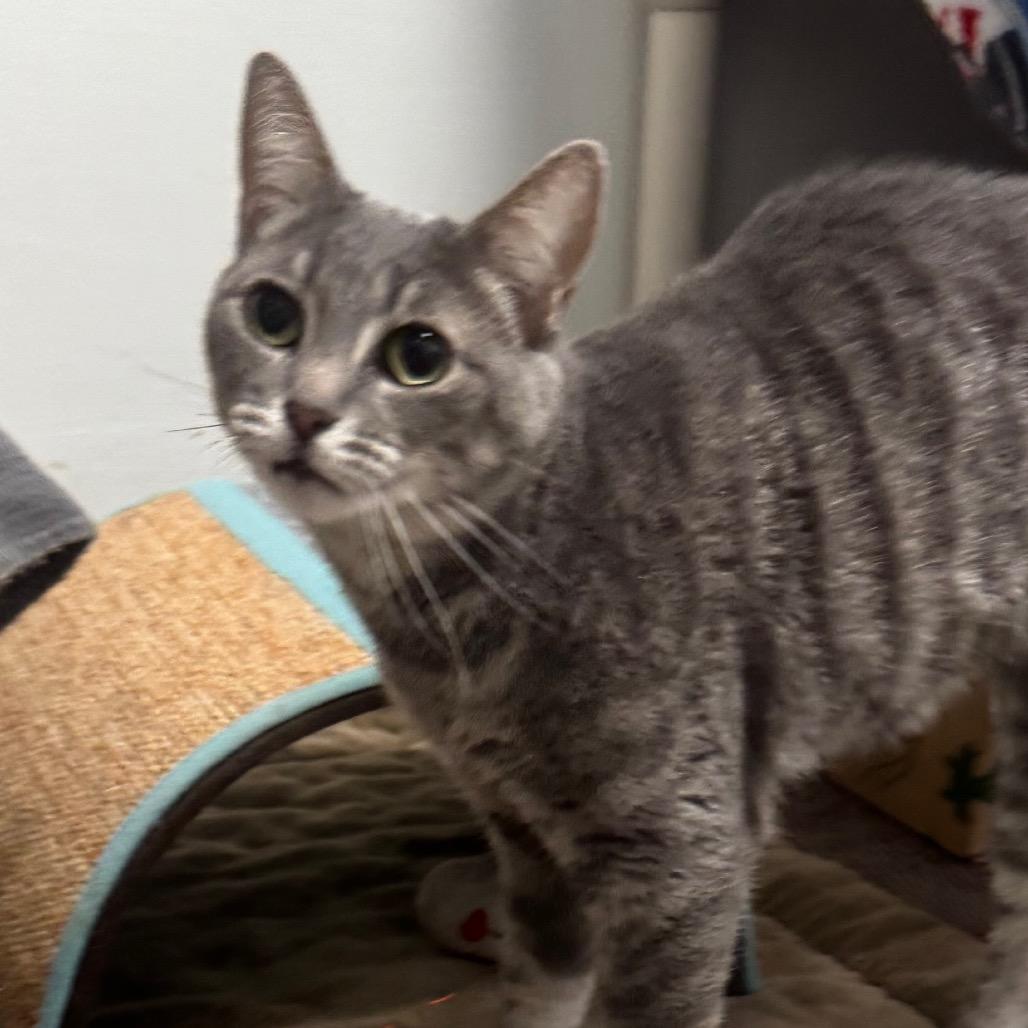 Ella, a Adoptable Domestic Short Hair in York, PA image 5/5