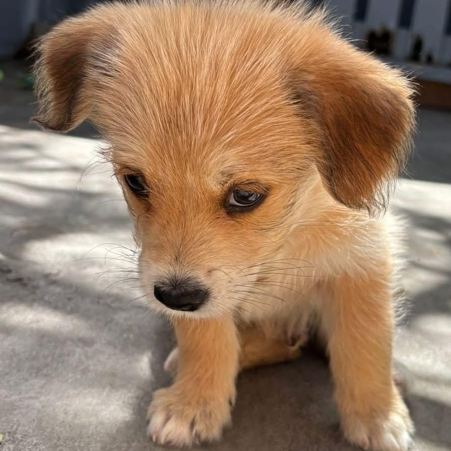 Enlarge Bamboo, an adopted Mixed Breed in Thornhill, ON image 4/6